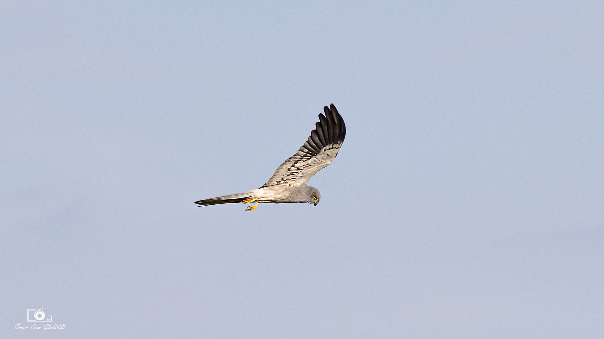 Çayır delicesi » Montagu`s Harrier » Circus pygargus