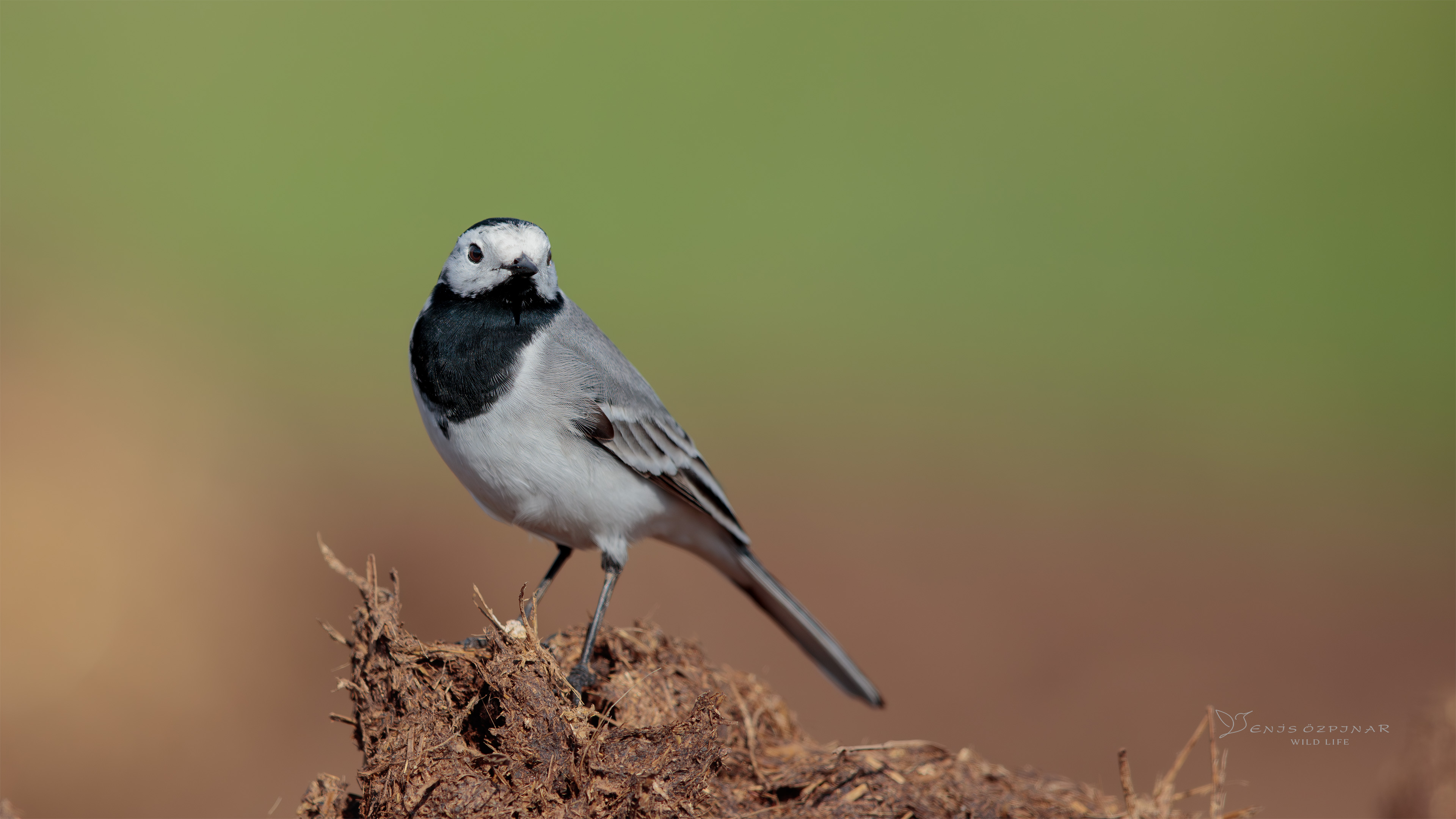 Ak kuyruksallayan » White Wagtail » Motacilla alba