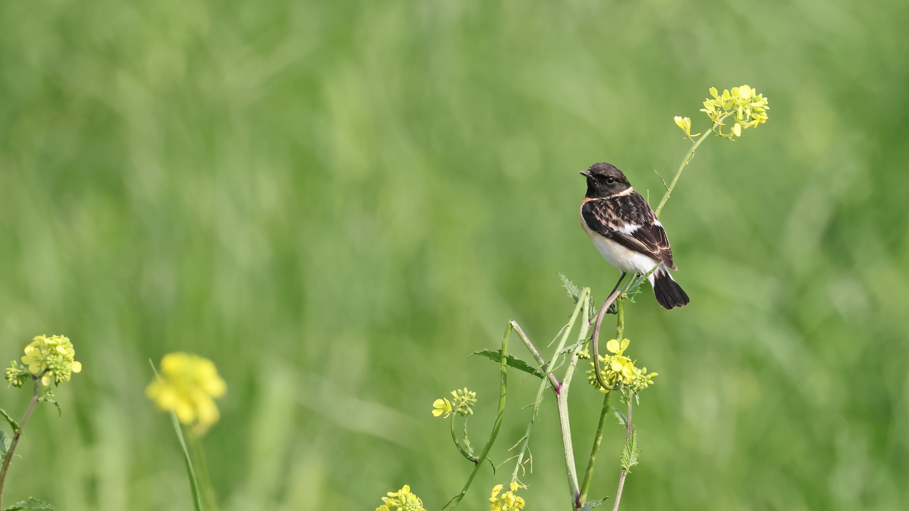 Sibirya taşkuşu » Siberian Stonechat » Saxicola maurus