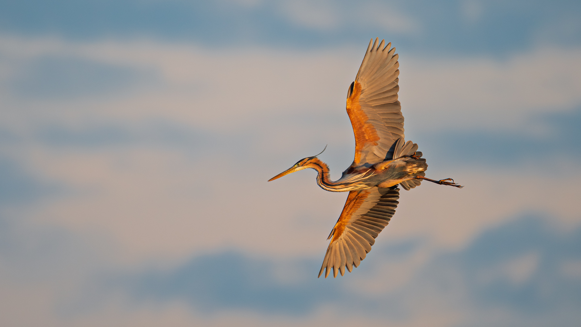Erguvani balıkçıl » Purple Heron » Ardea purpurea