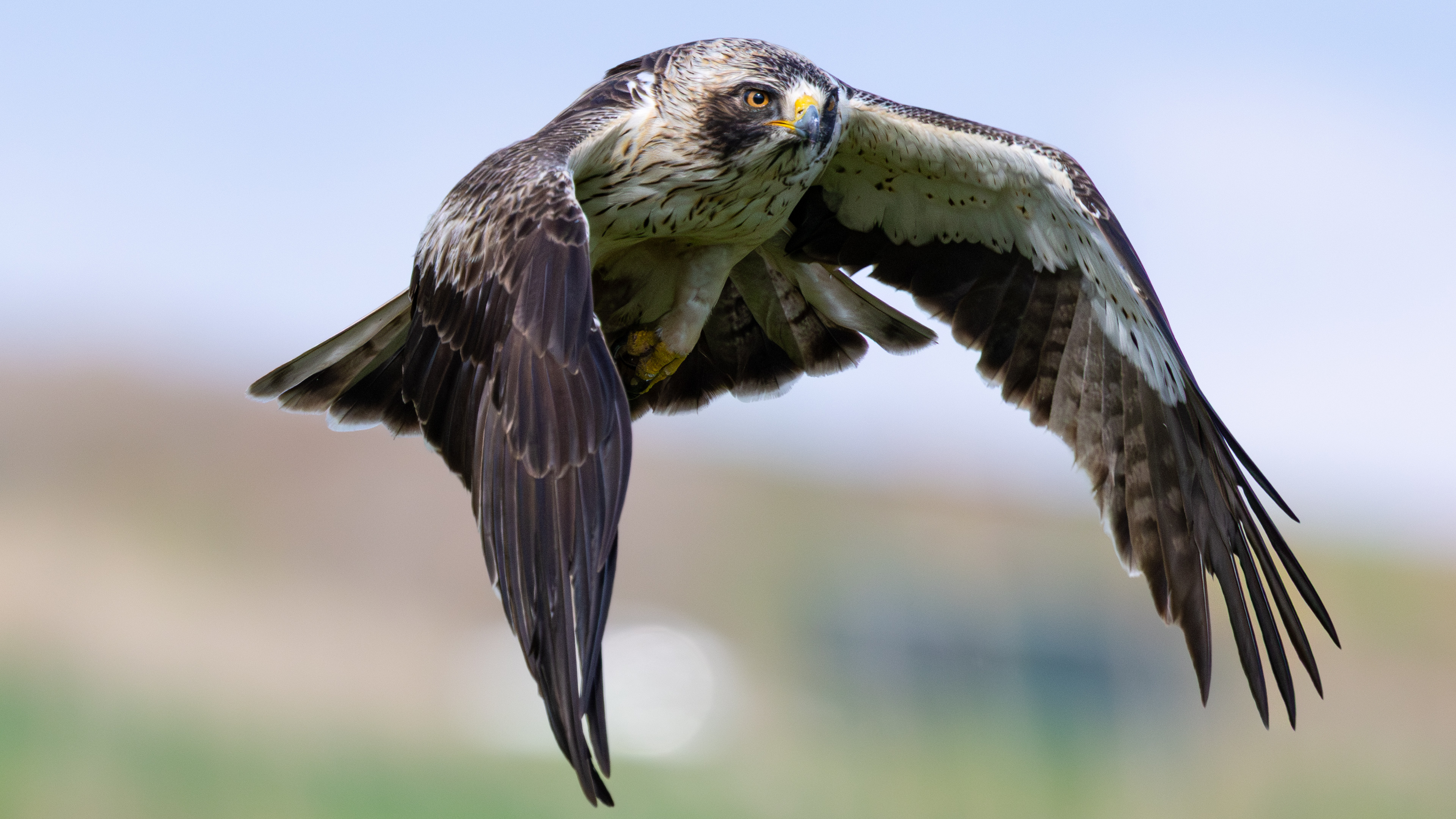 Küçük kartal » Booted Eagle » Hieraaetus pennatus