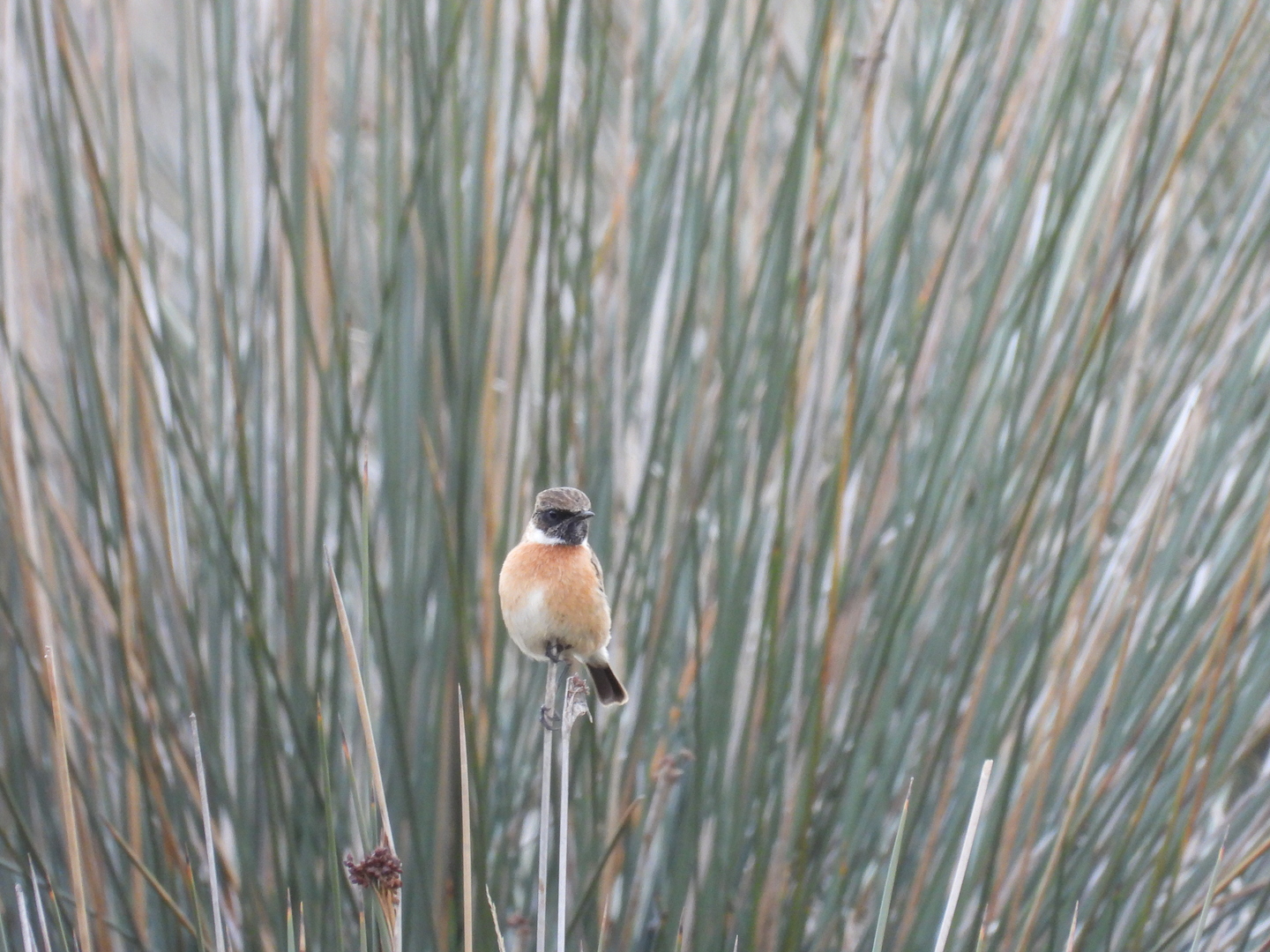 Taşkuşu