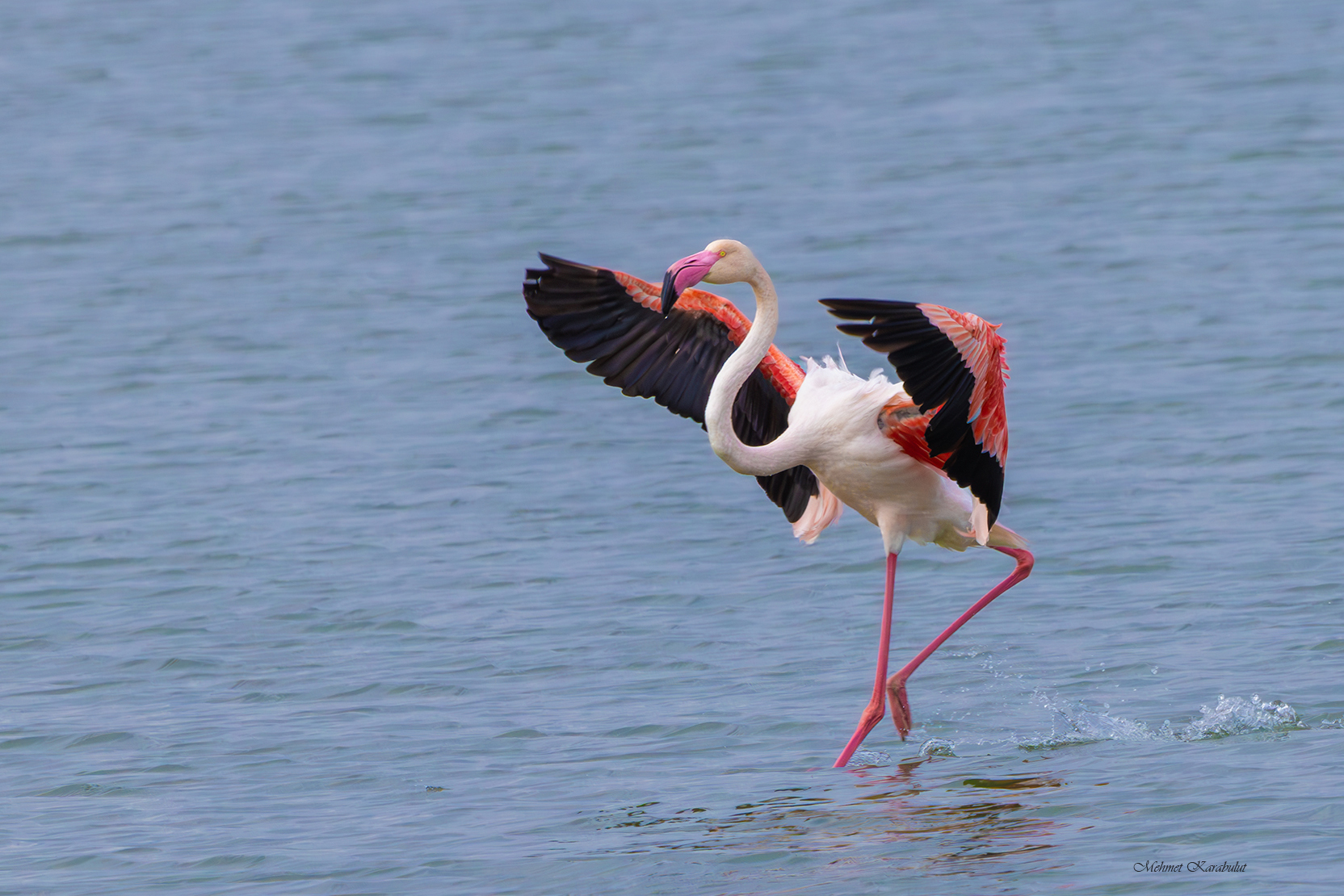 Flamingo