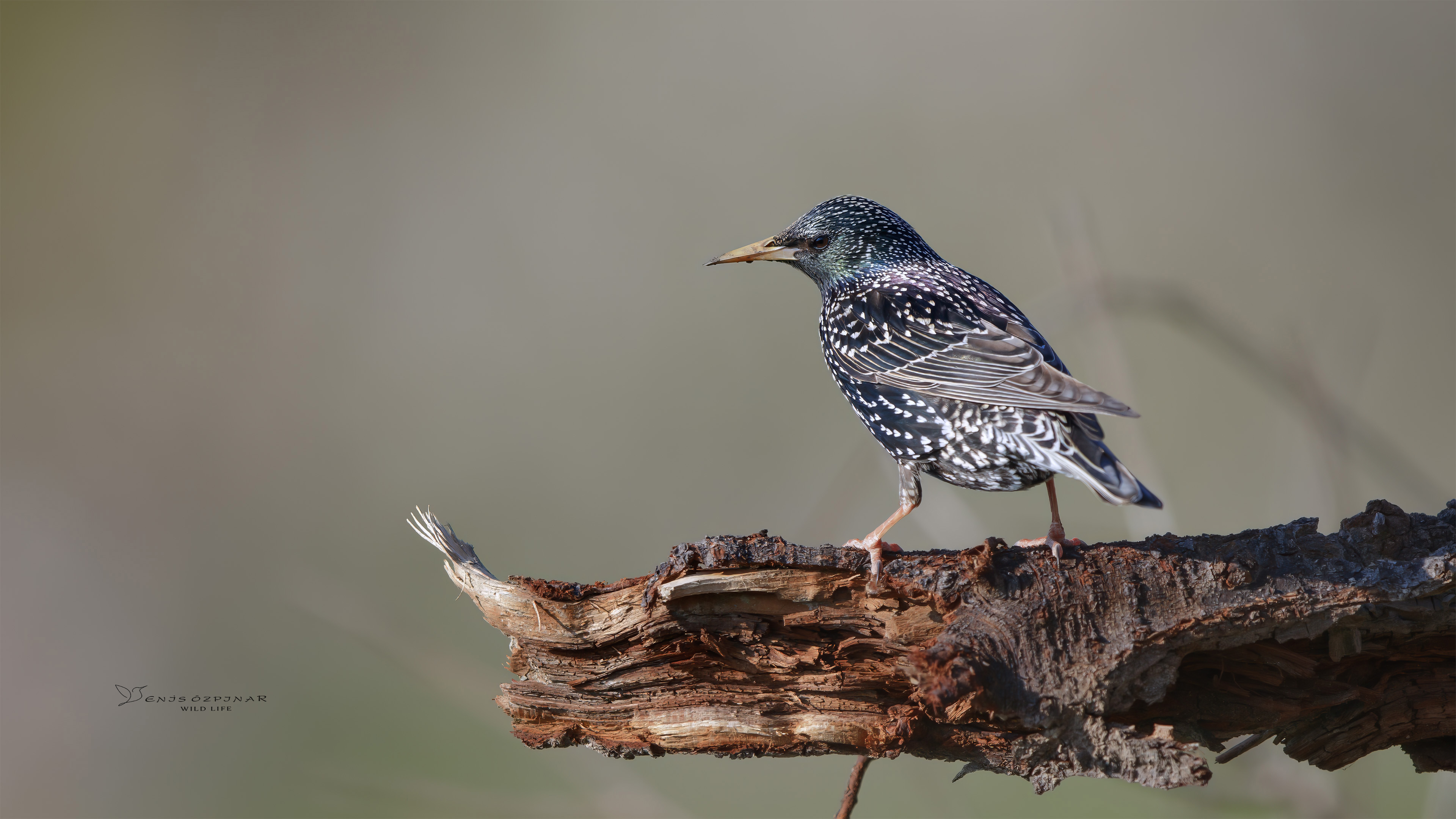 Sığırcık » Common Starling » Sturnus vulgaris