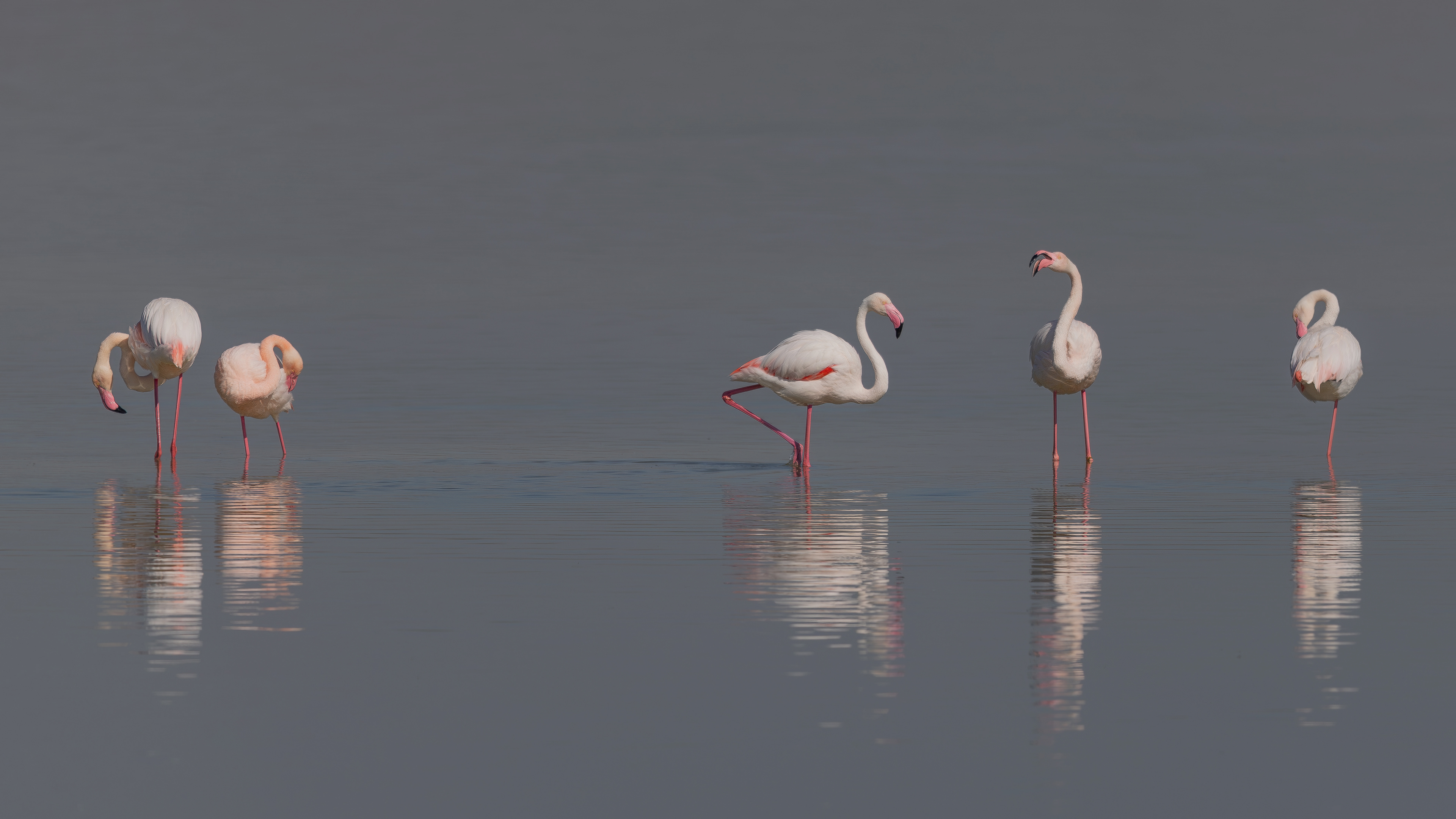Flamingo