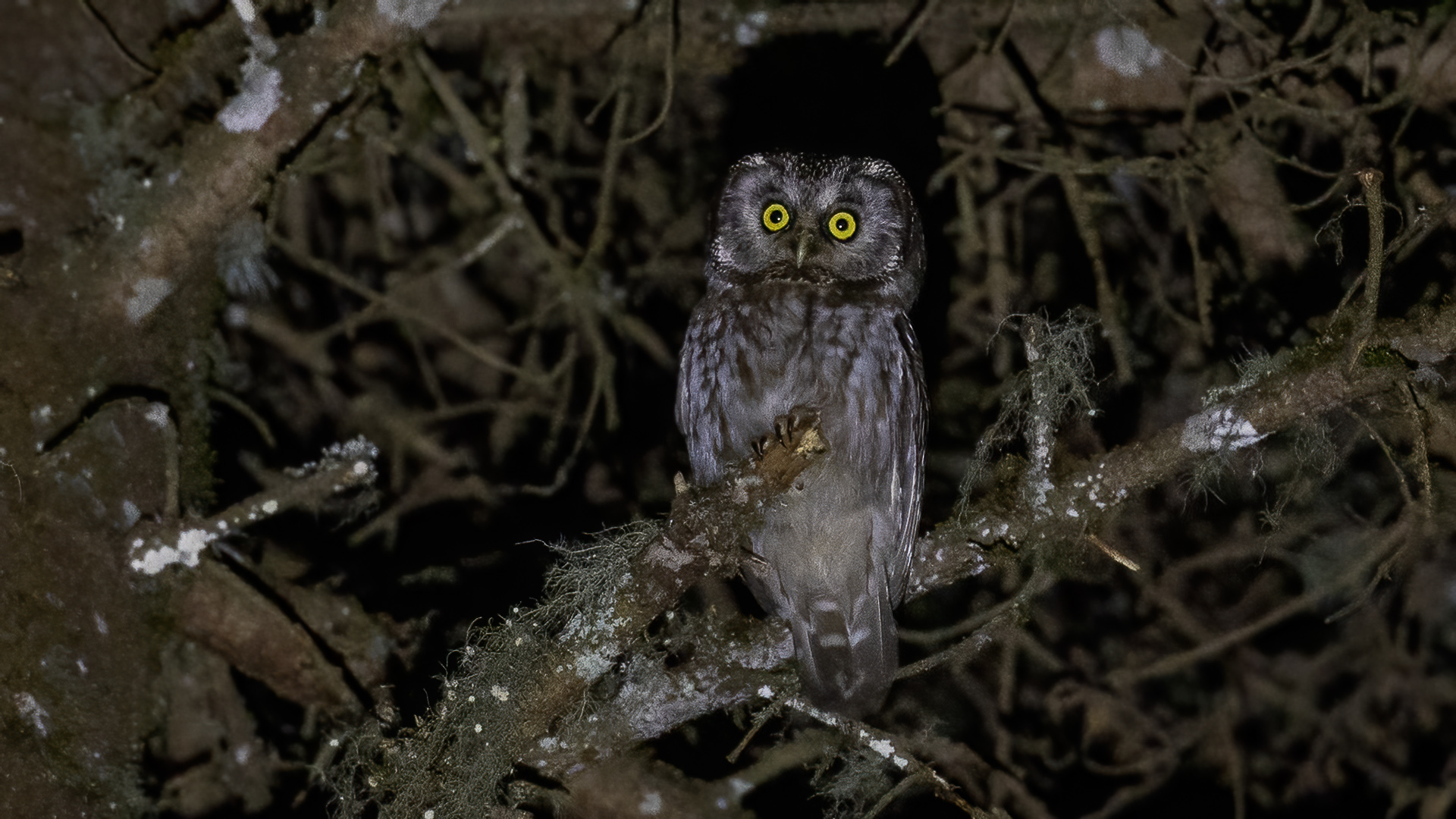 Paçalı baykuş » Boreal Owl » Aegolius funereus