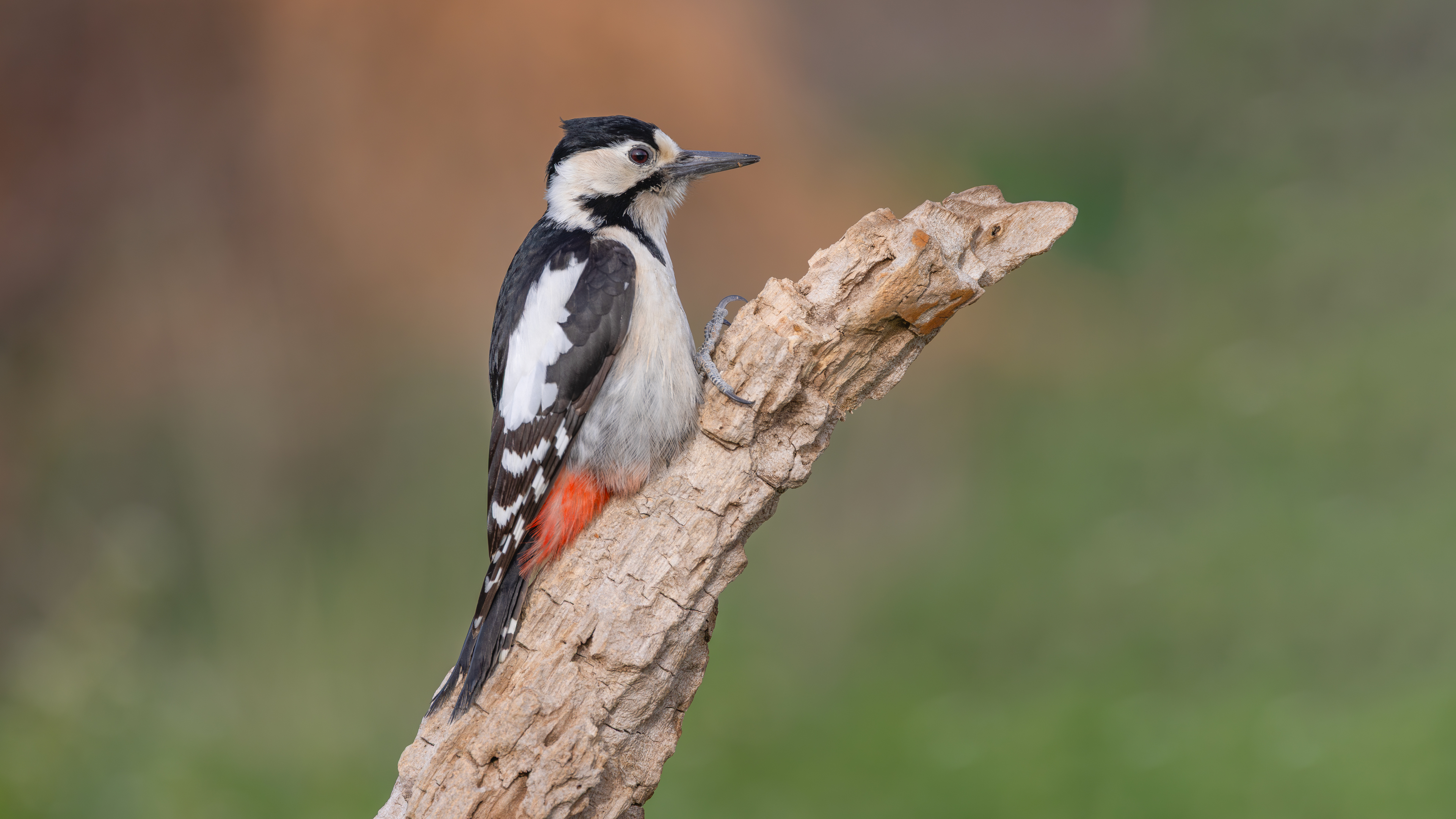 Alaca ağaçkakan » Syrian Woodpecker » Dendrocopos syriacus