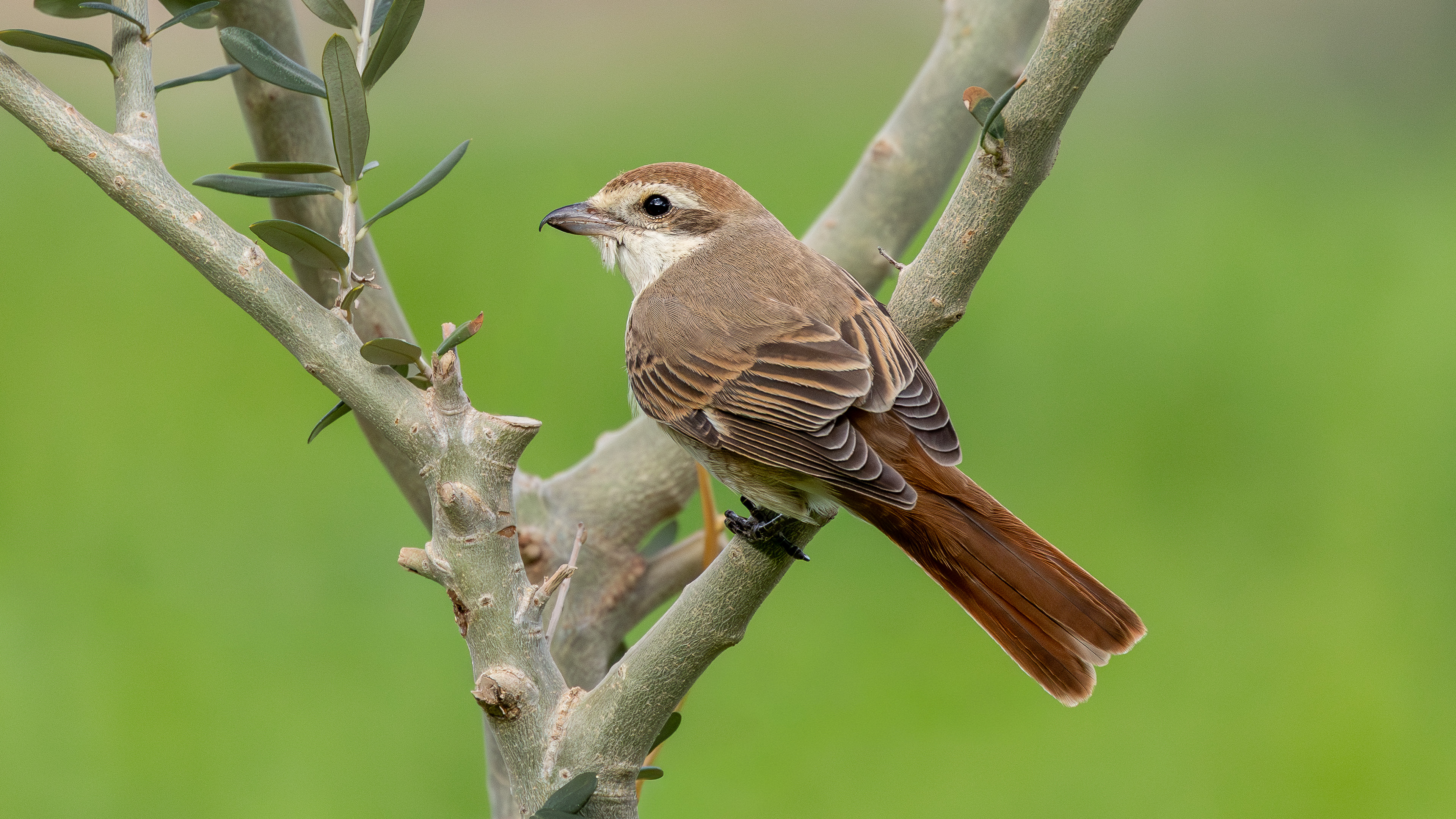 Türkistan örümcekkuşu » Red-tailed Shrike » Lanius phoenicuroides