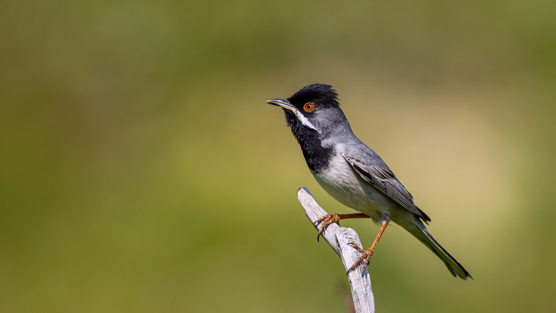 Karaboğazlı ötleğen » Rüppell`s Warbler » Sylvia ruppeli