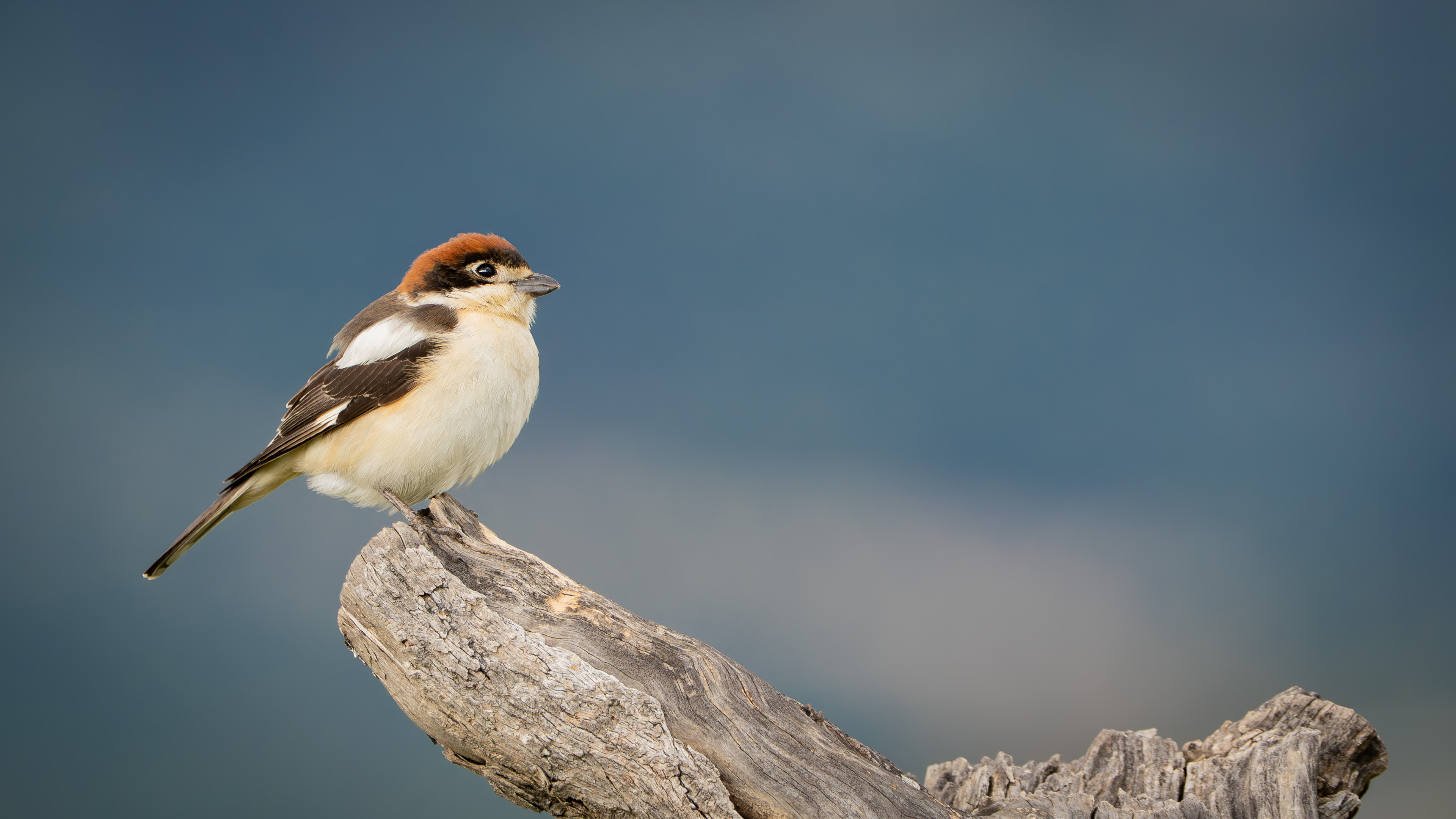 Kızılbaşlı örümcekkuşu » Woodchat Shrike » Lanius senator