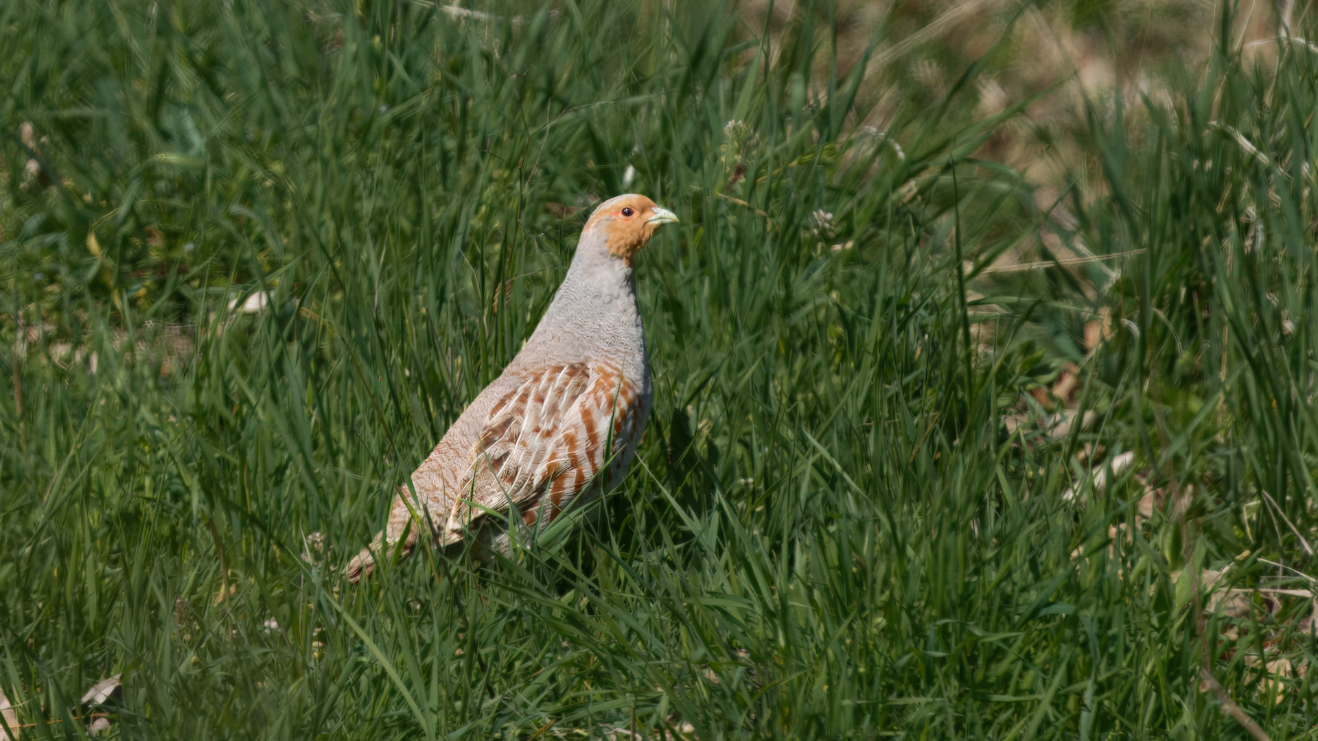 Çilkeklik » Grey Partridge » Perdix perdix