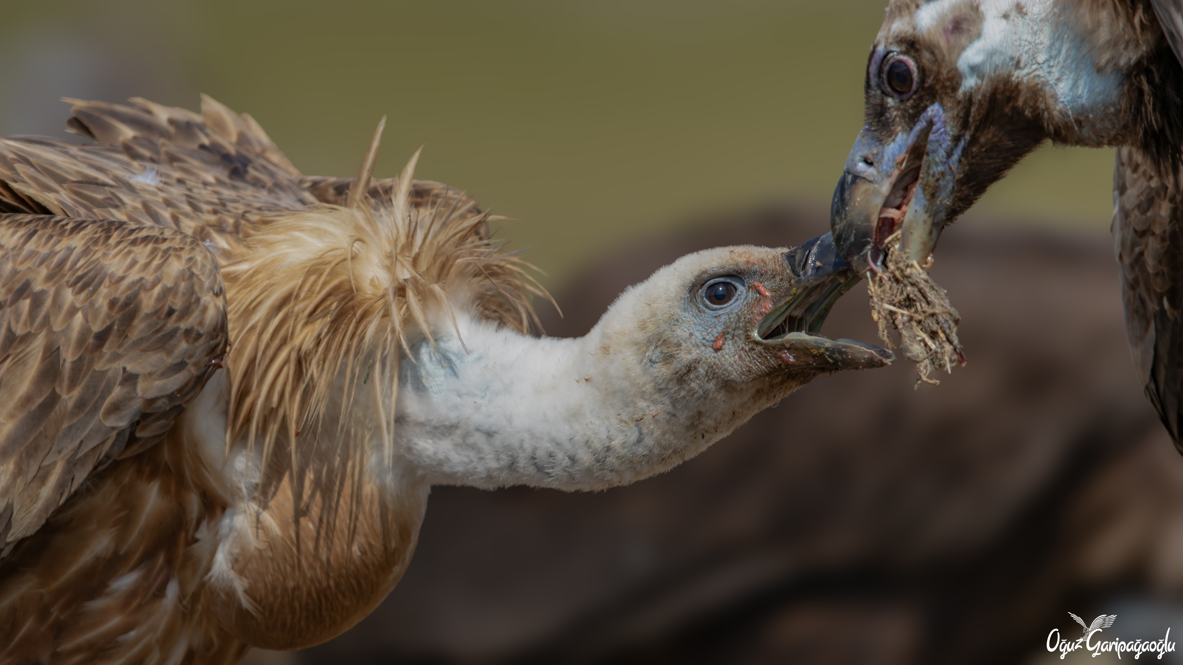 Kızıl akbaba » Griffon Vulture » Gyps fulvus