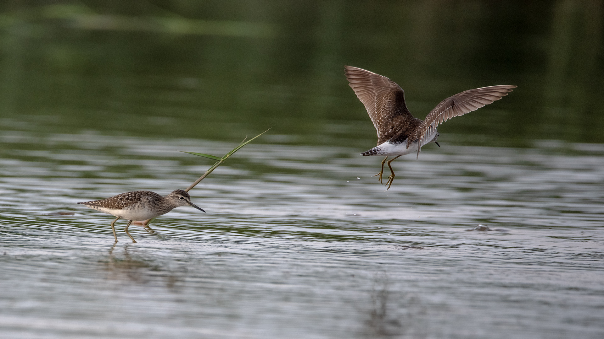 Orman düdükçünü » Wood Sandpiper » Tringa glareola