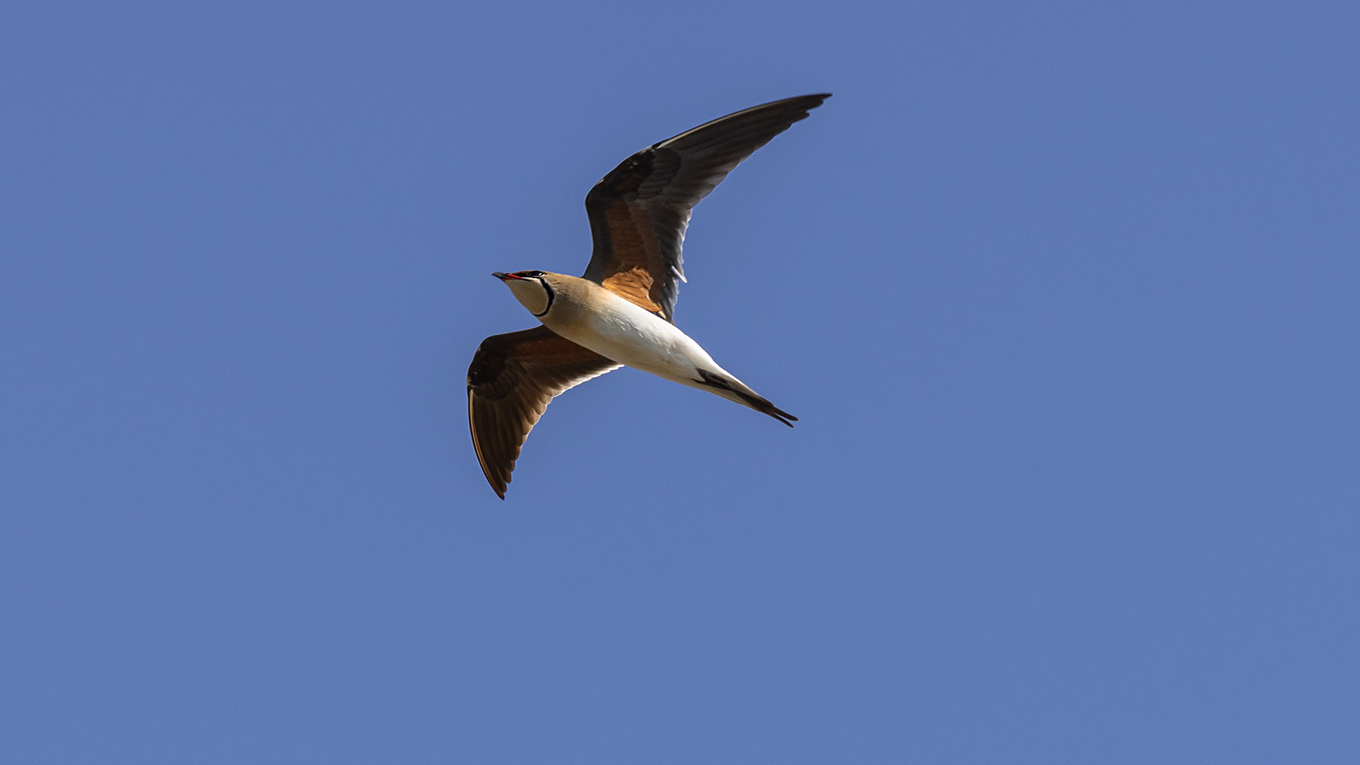 Bataklıkkırlangıcı » Collared Pratincole » Glareola pratincola
