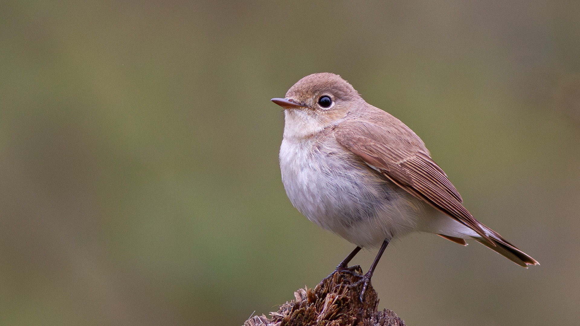 Küçük sinekkapan » Red-breasted Flycatcher » Ficedula parva