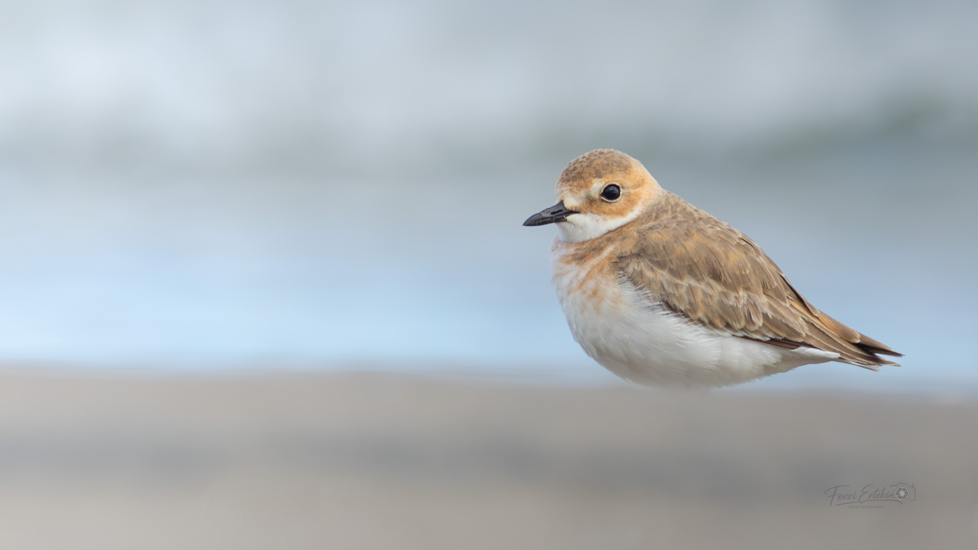 Büyük cılıbıt » Greater Sand Plover » Anarhynchus leschenaultii