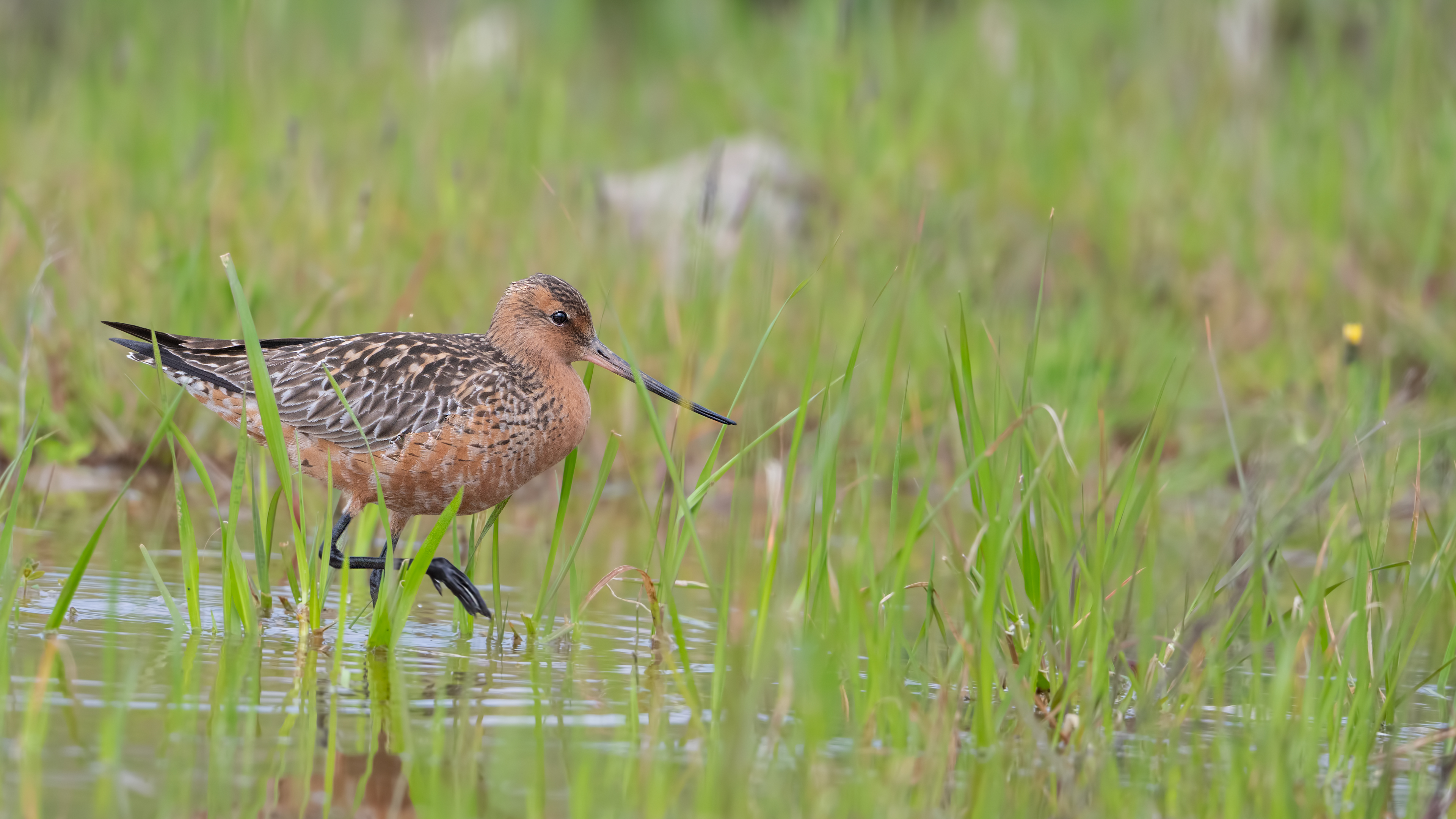 Kıyı çamurçulluğu