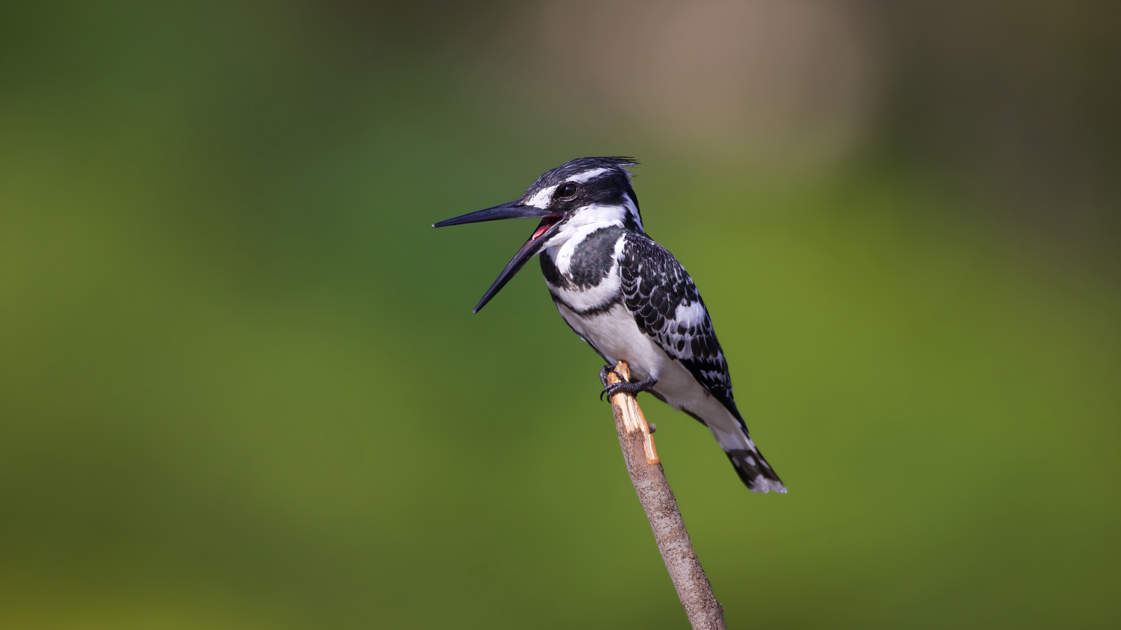 Alaca yalıçapkını » Pied Kingfisher » Ceryle rudis