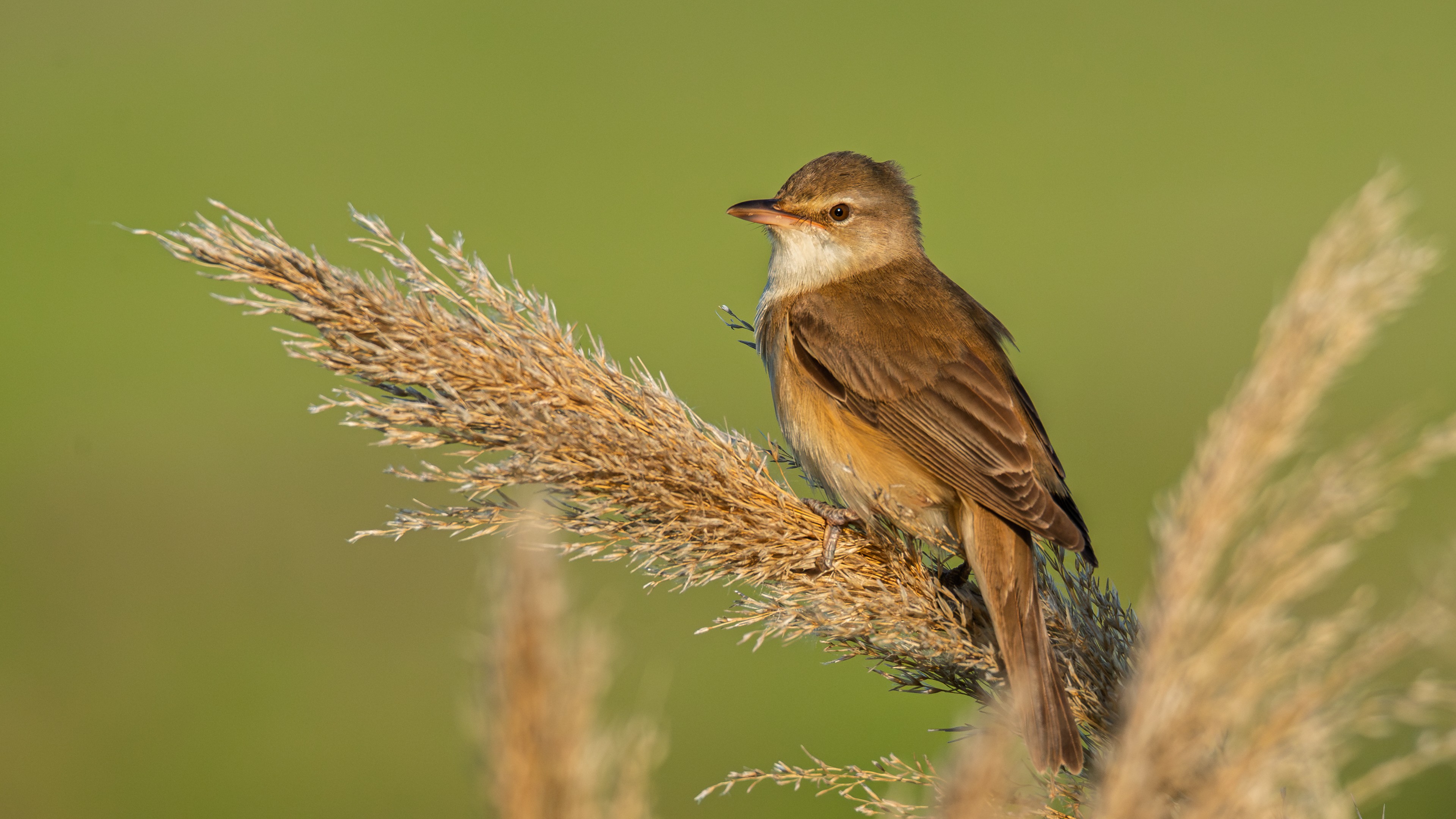 Büyük kamışçın » Great Reed Warbler » Acrocephalus arundinaceus