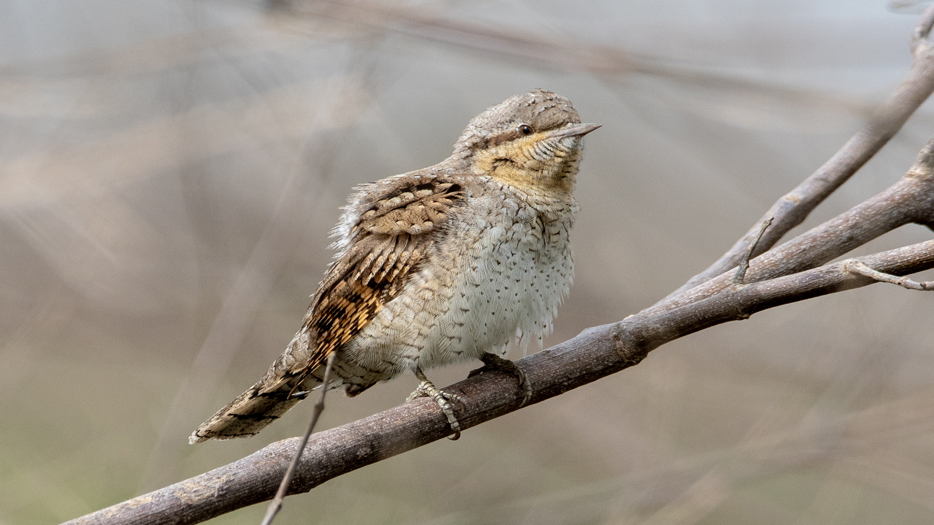 Boyunçeviren » Eurasian Wryneck » Jynx torquilla