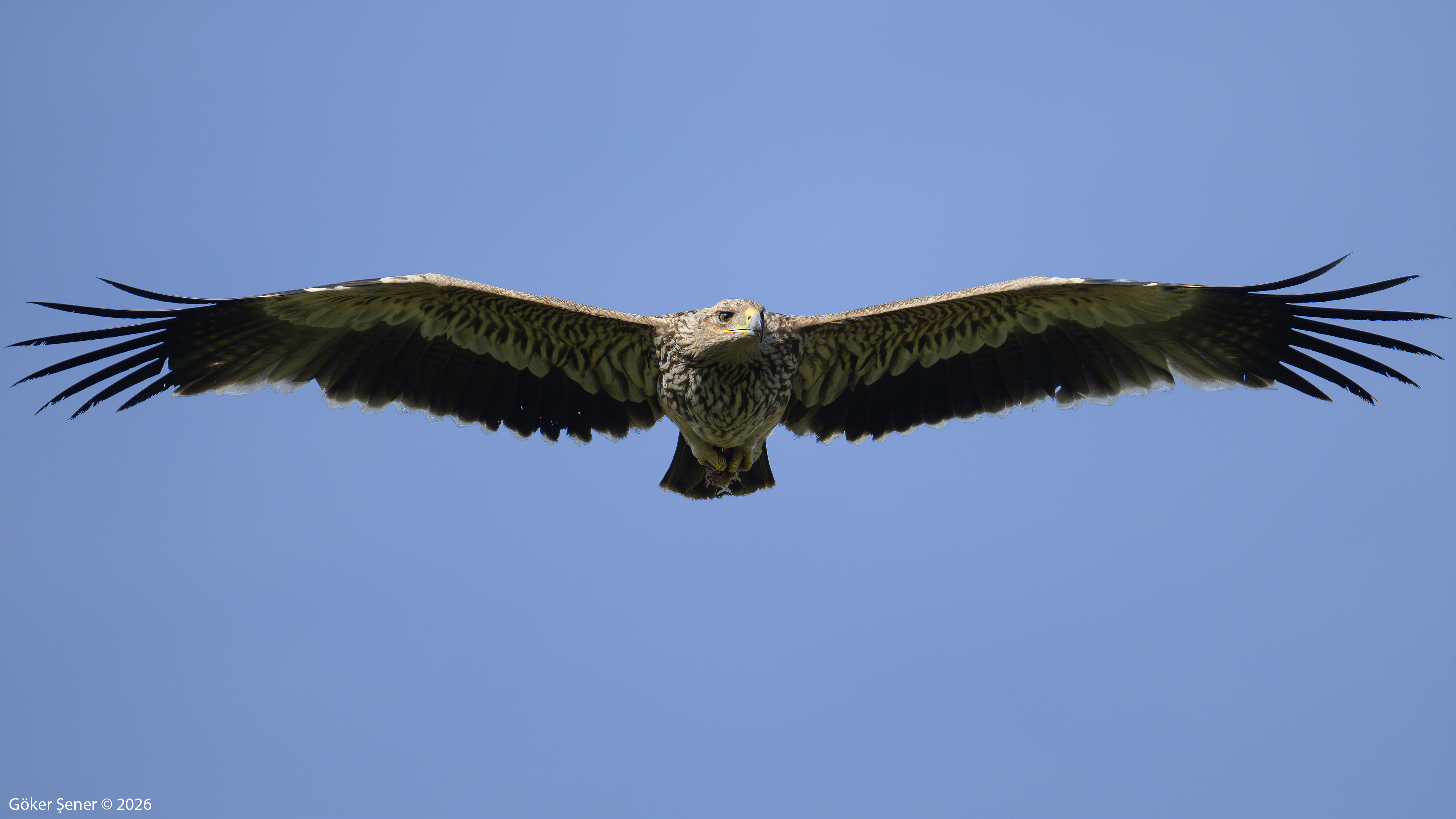 Şah kartal » Eastern Imperial Eagle » Aquila heliaca
