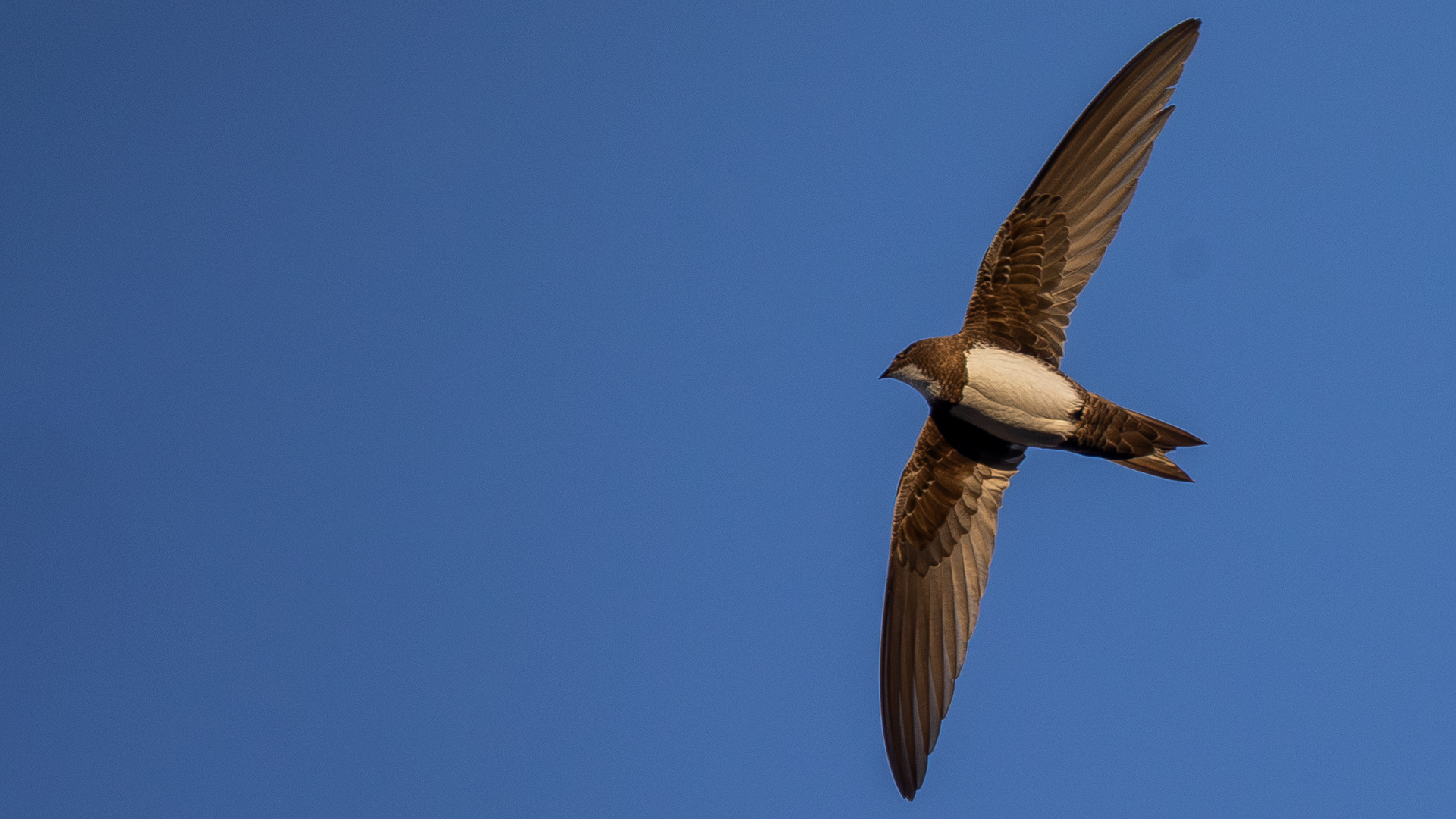 Akkarınlı ebabil » Alpine Swift » Tachymarptis melba