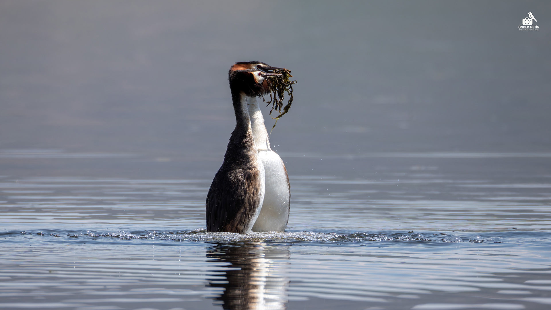 Bahri » Great Crested Grebe » Podiceps cristatus