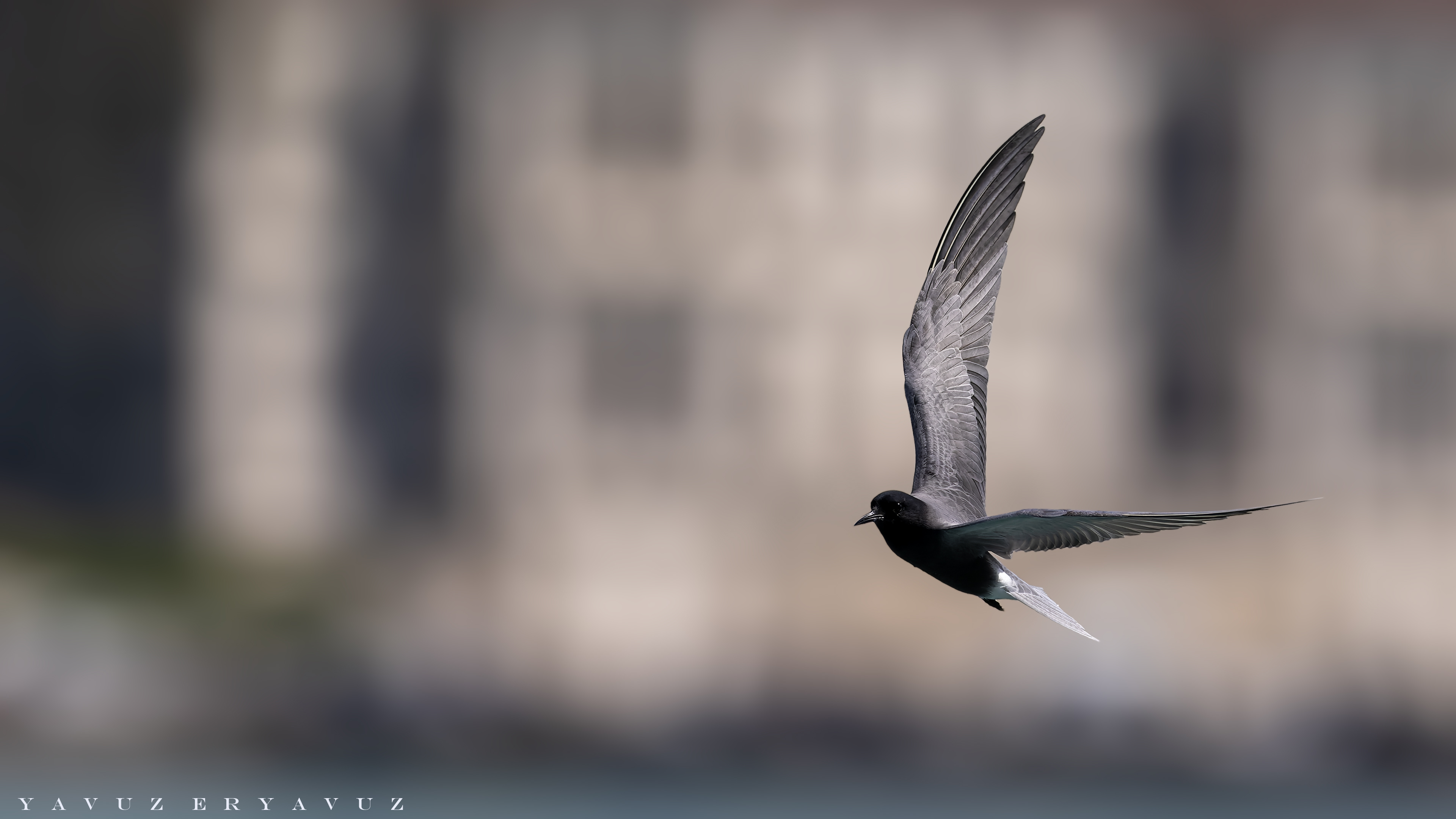 Kara sumru » Black Tern » Chlidonias niger