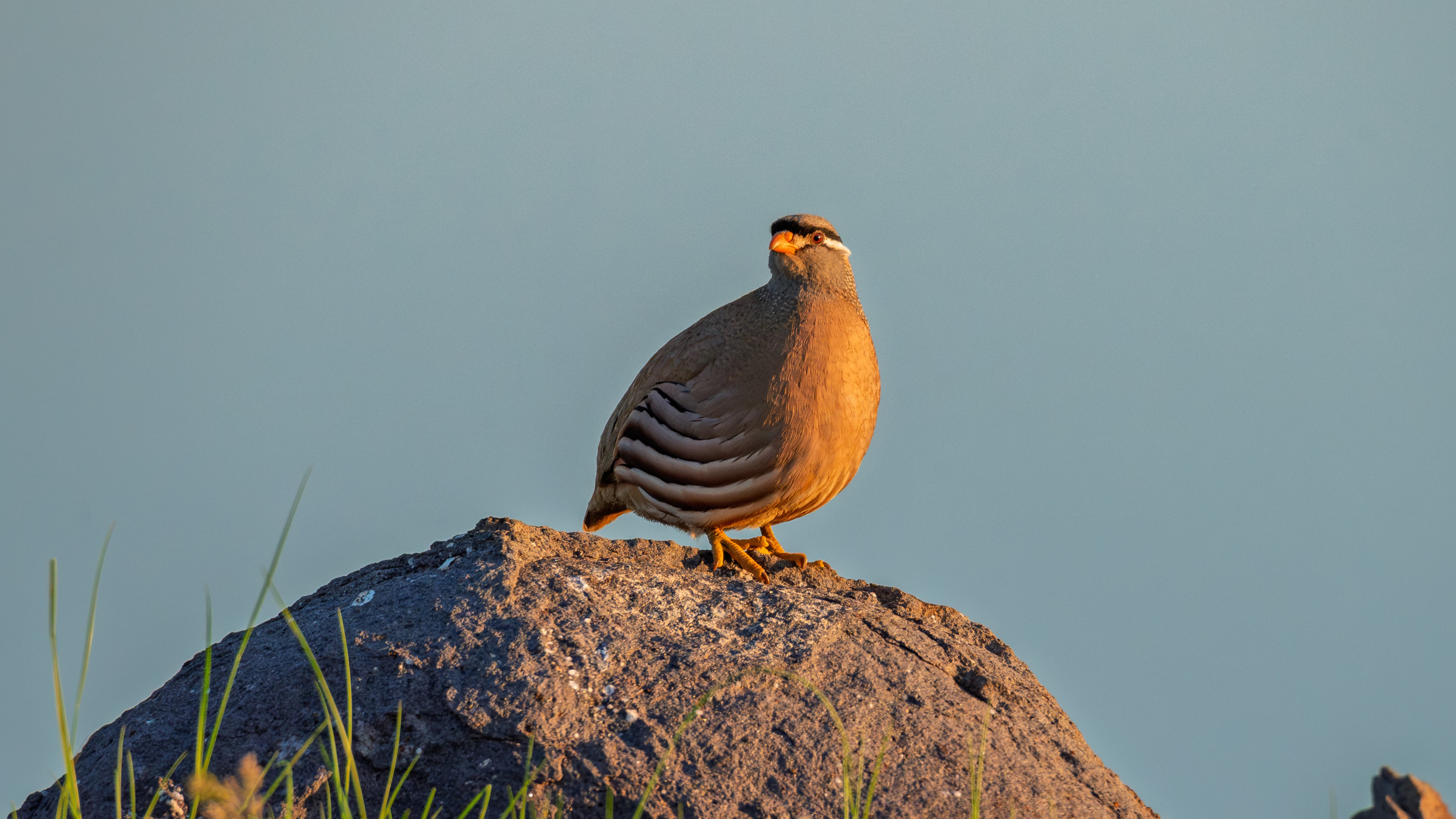 Kum kekliği » See-see Partridge » Ammoperdix griseogularis
