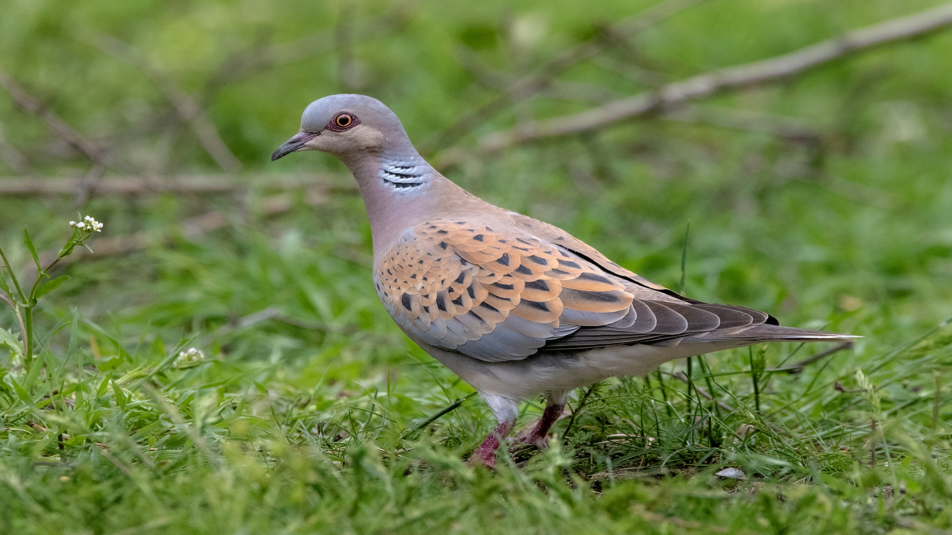 Üveyik » European Turtle Dove » Streptopelia turtur