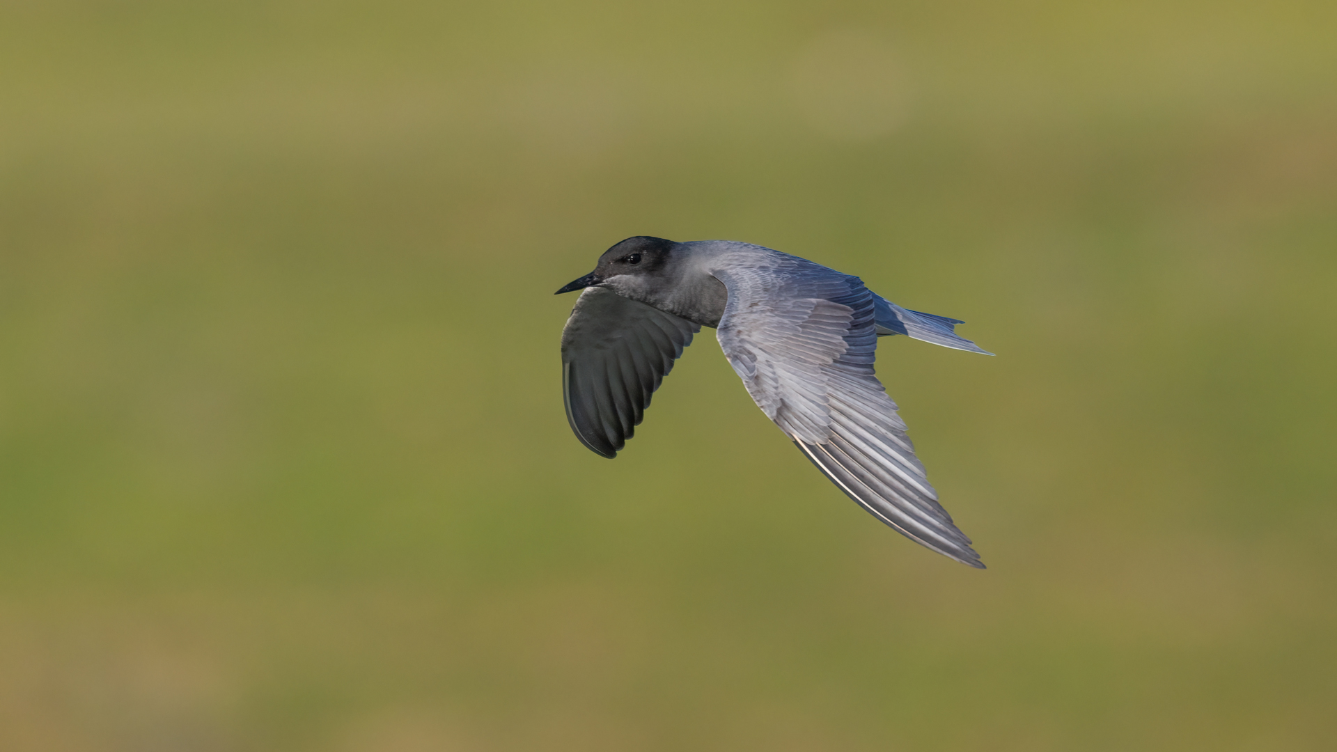 Kara sumru » Black Tern » Chlidonias niger