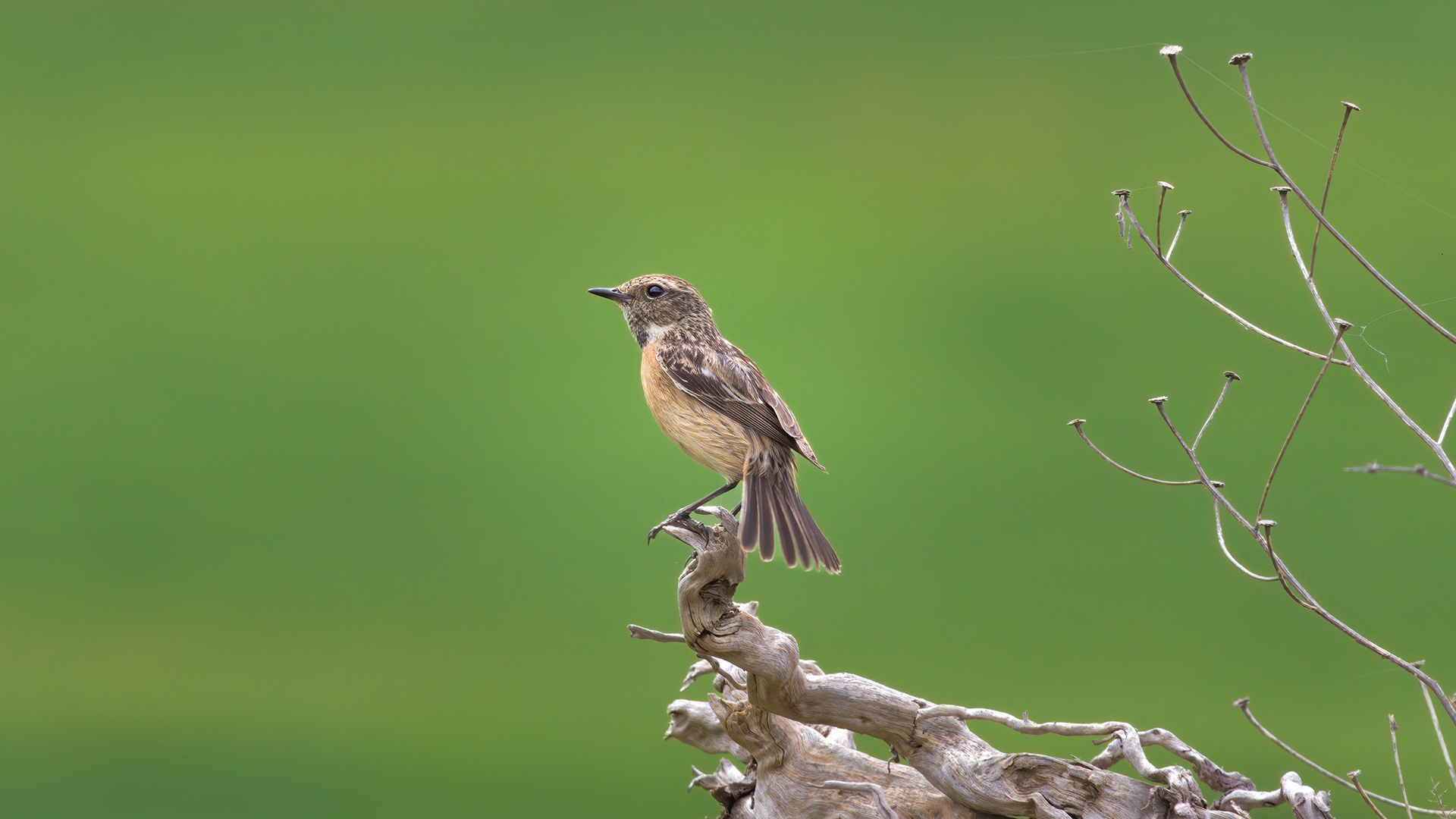 Taşkuşu » European Stonechat » Saxicola rubicola