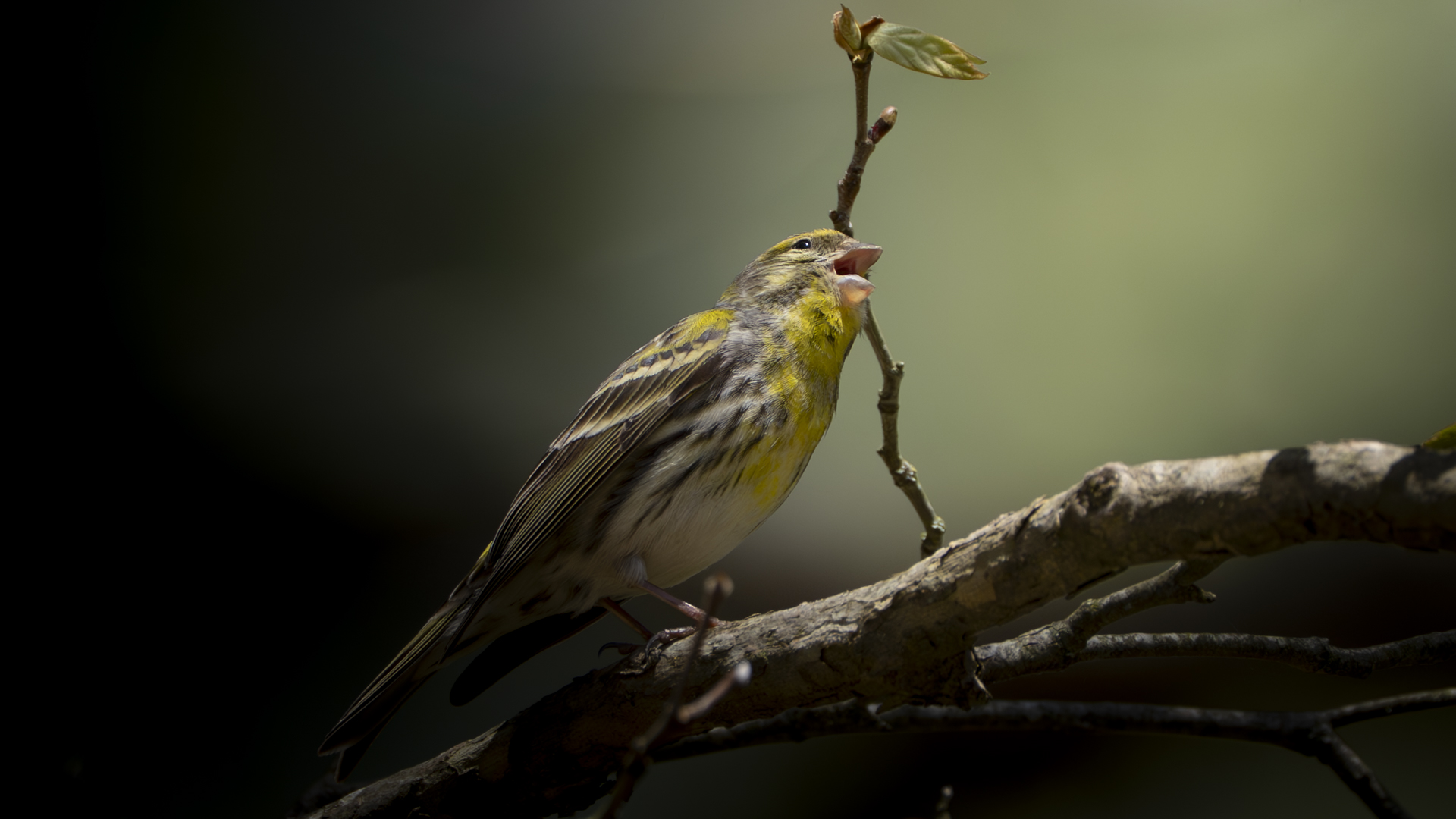 Küçük iskete » European Serin » Serinus serinus