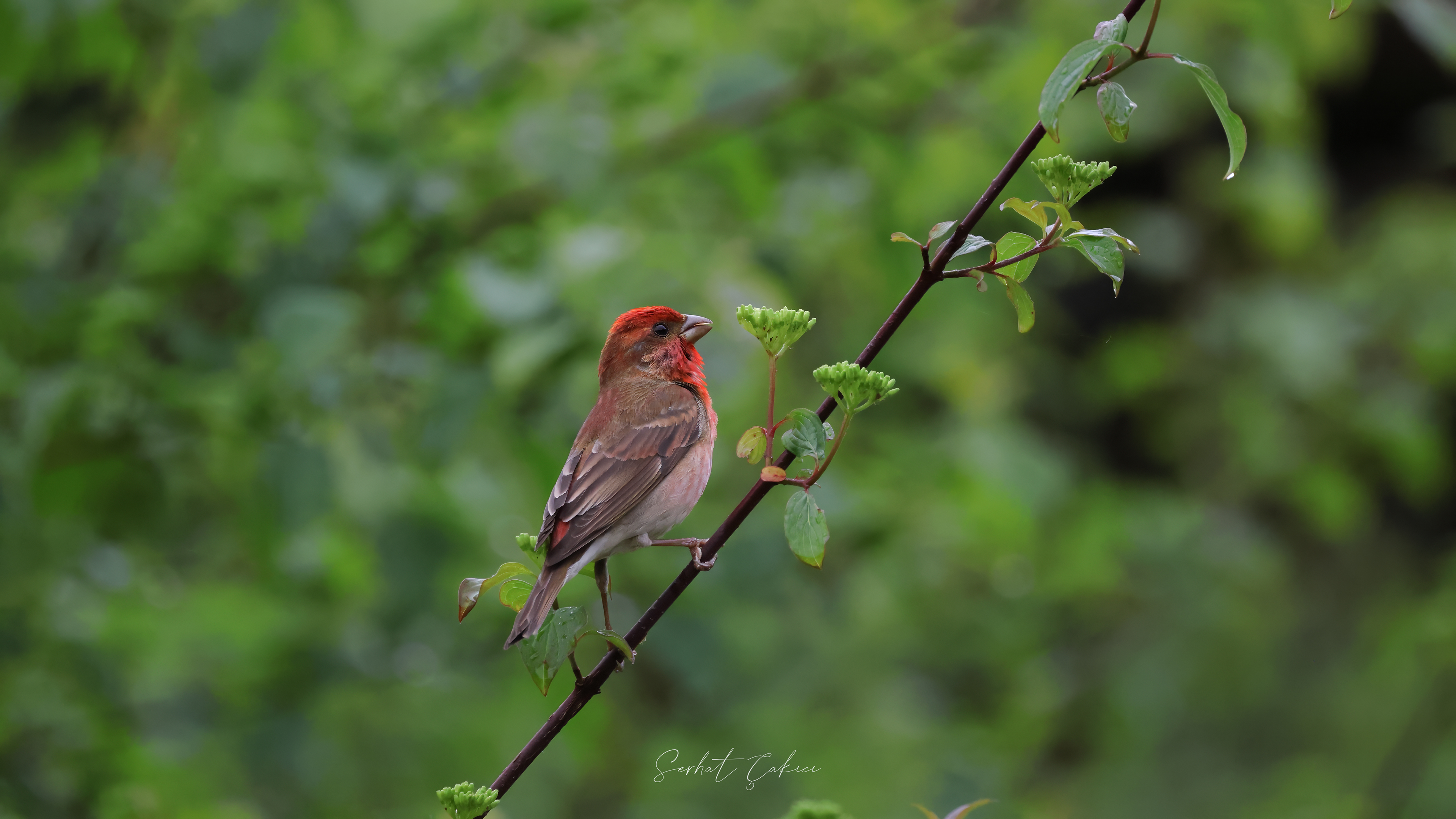 Çütre » Common Rosefinch » Carpodacus erythrinus