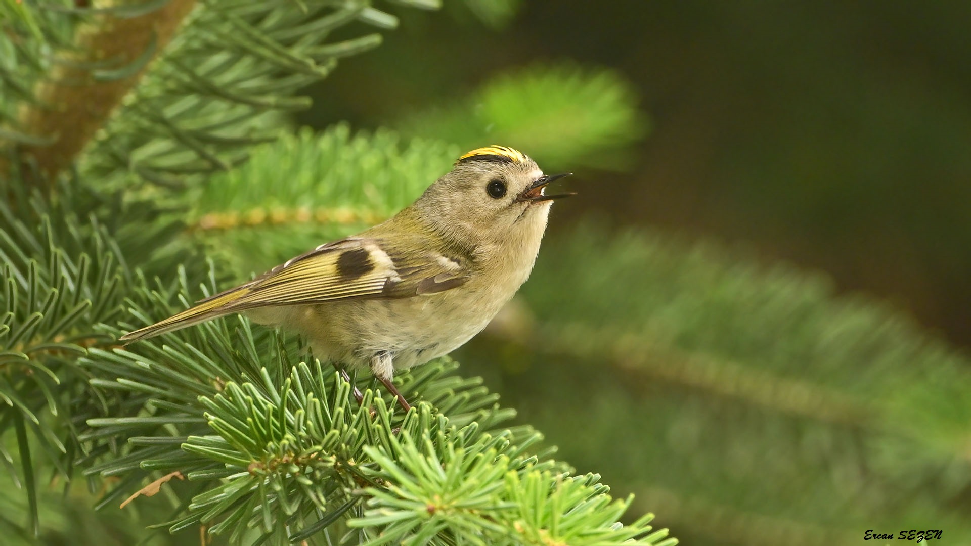 Çalıkuşu » Goldcrest » Regulus regulus 