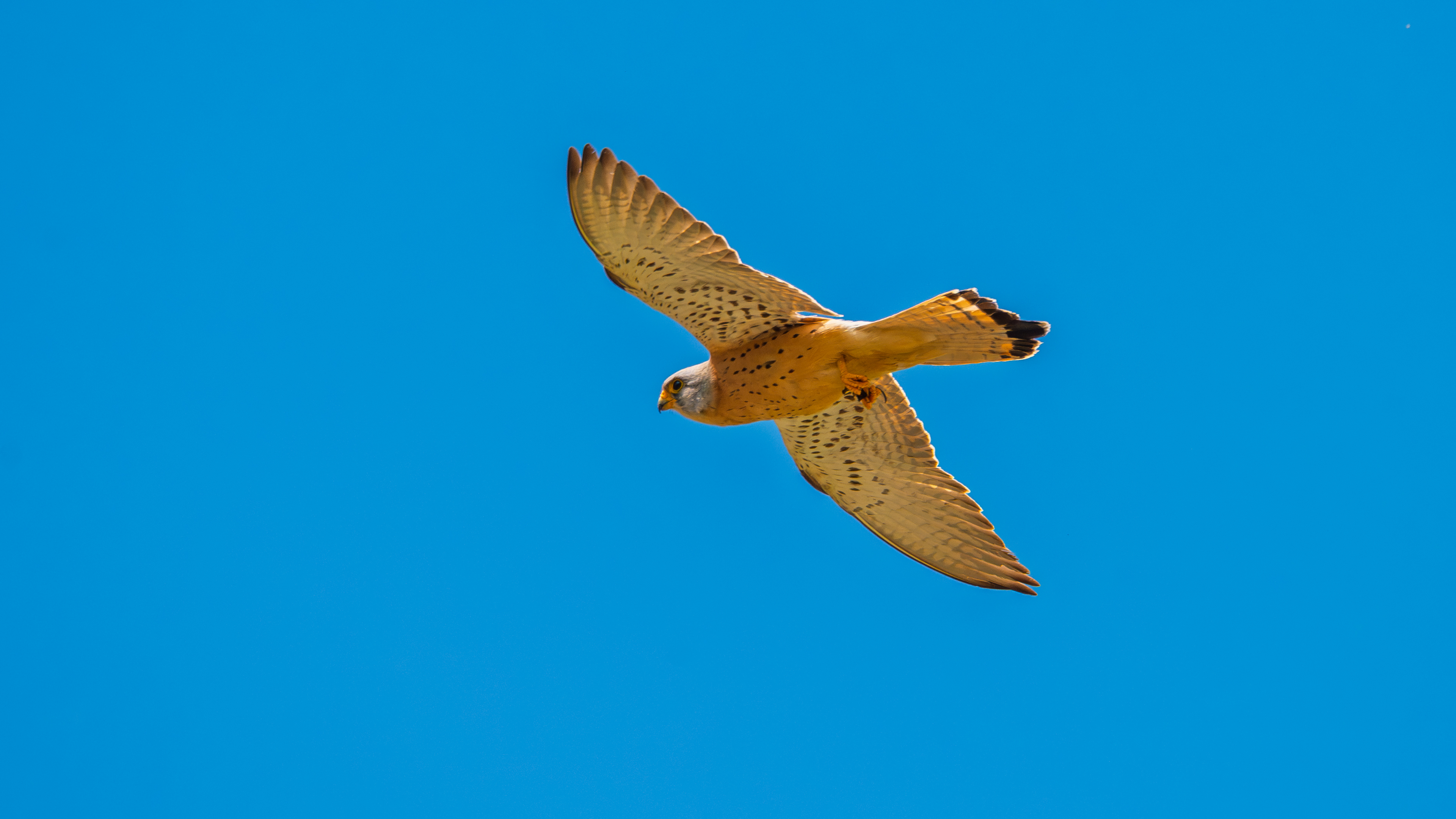 Küçük kerkenez » Lesser Kestrel » Falco naumanni