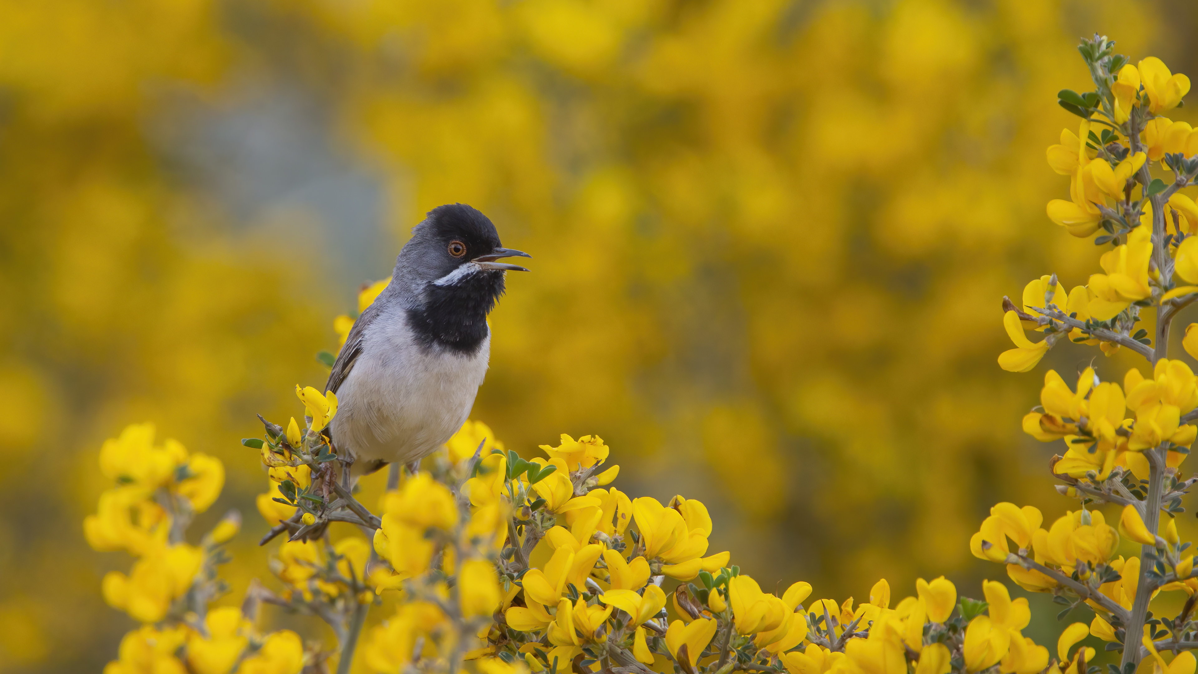 Karaboğazlı ötleğen » Rüppell`s Warbler » Sylvia ruppeli