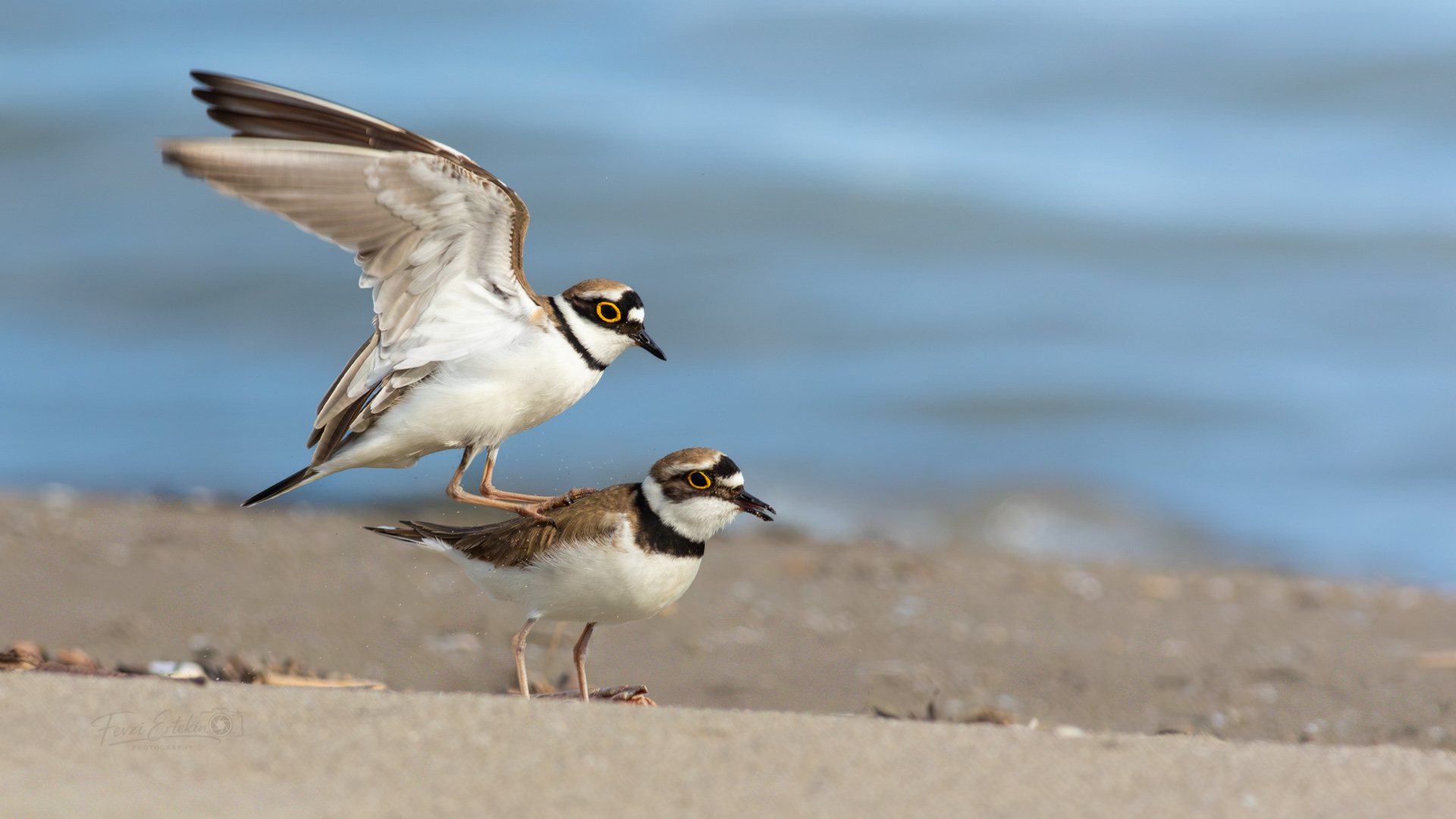 Halkalı küçük cılıbıt » Little Ringed Plover » Charadrius dubius