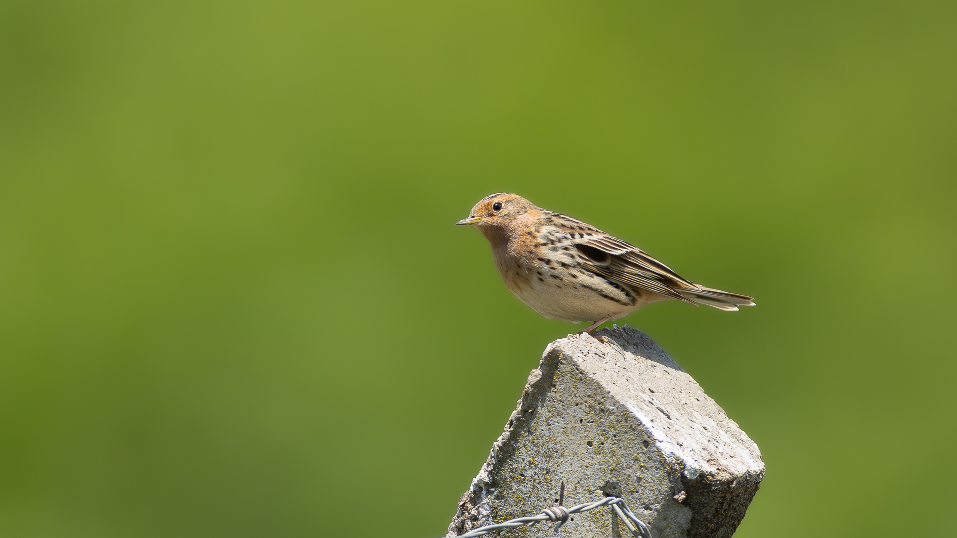 Kızılgerdanlı incirkuşu » Red-throated Pipit » Anthus cervinus