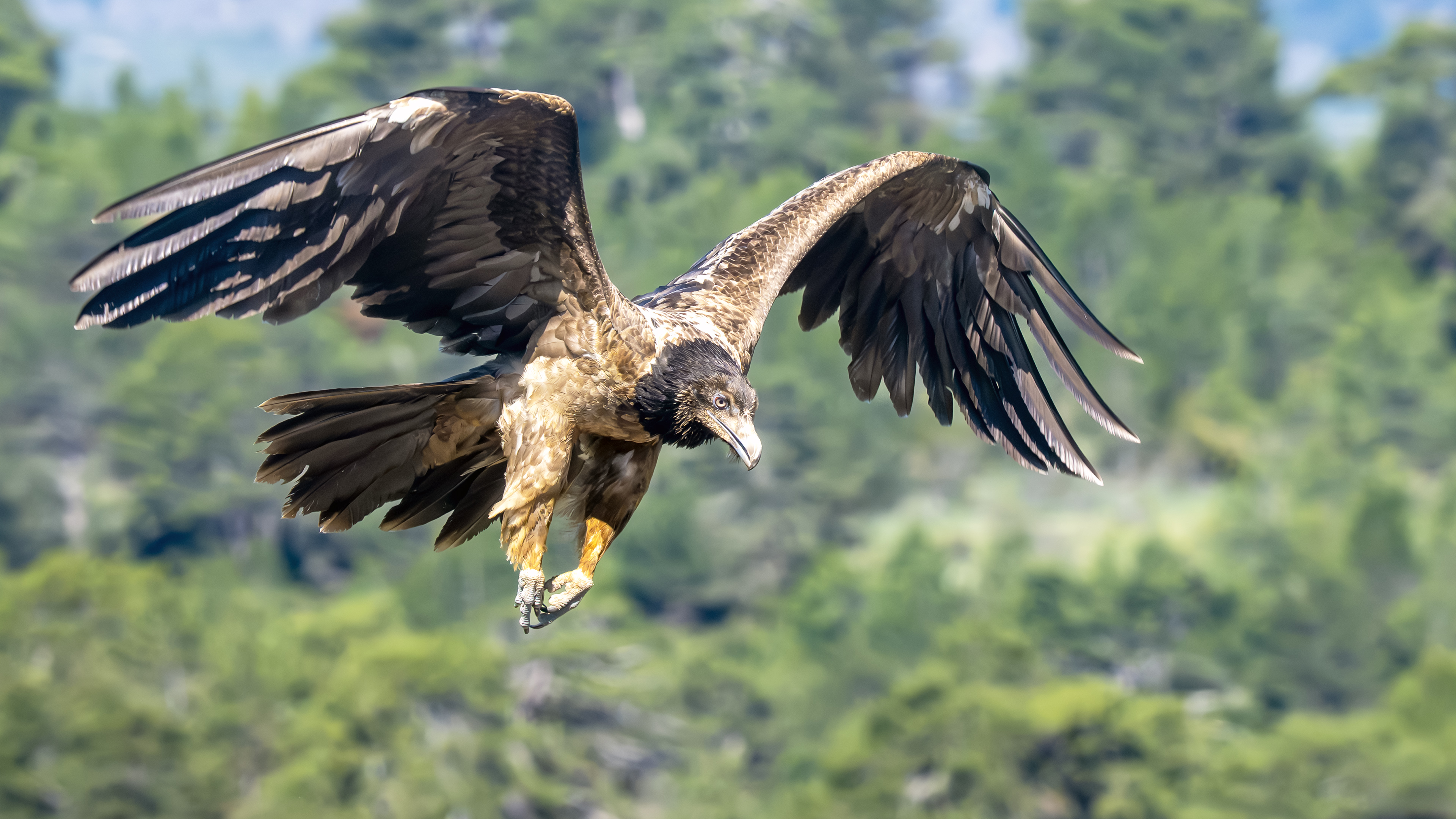 Sakallı akbaba » Bearded Vulture » Gypaetus barbatus