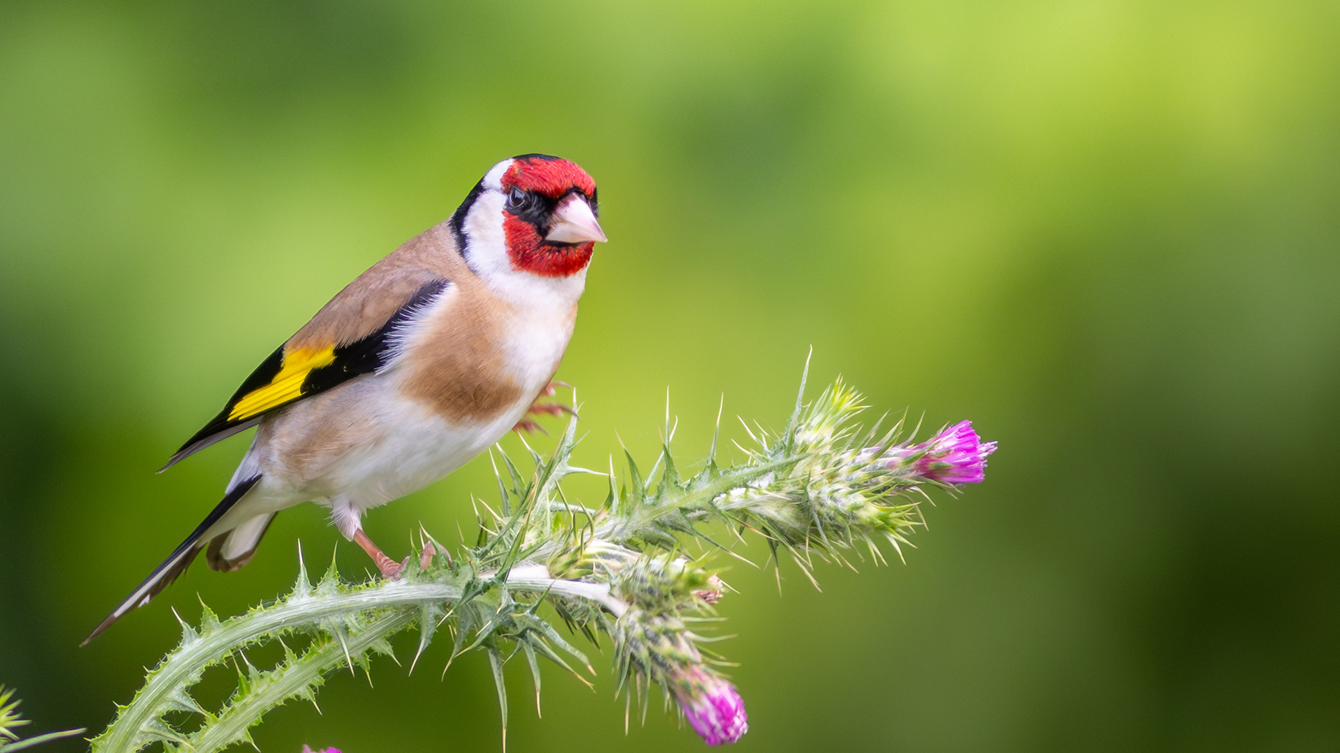 Saka » European Goldfinch » Carduelis carduelis