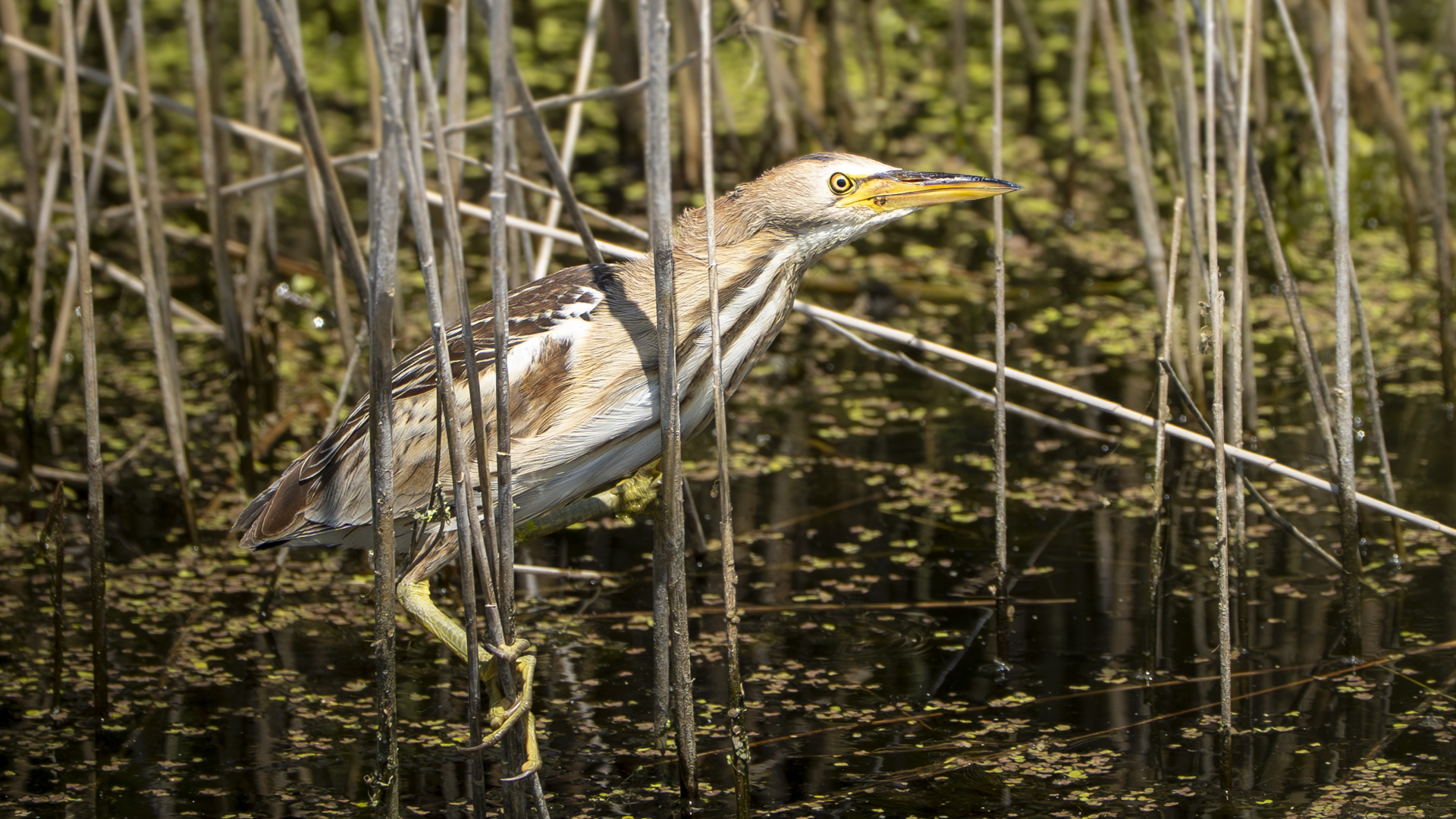 Küçük balaban » Little Bittern » Botaurus minutus