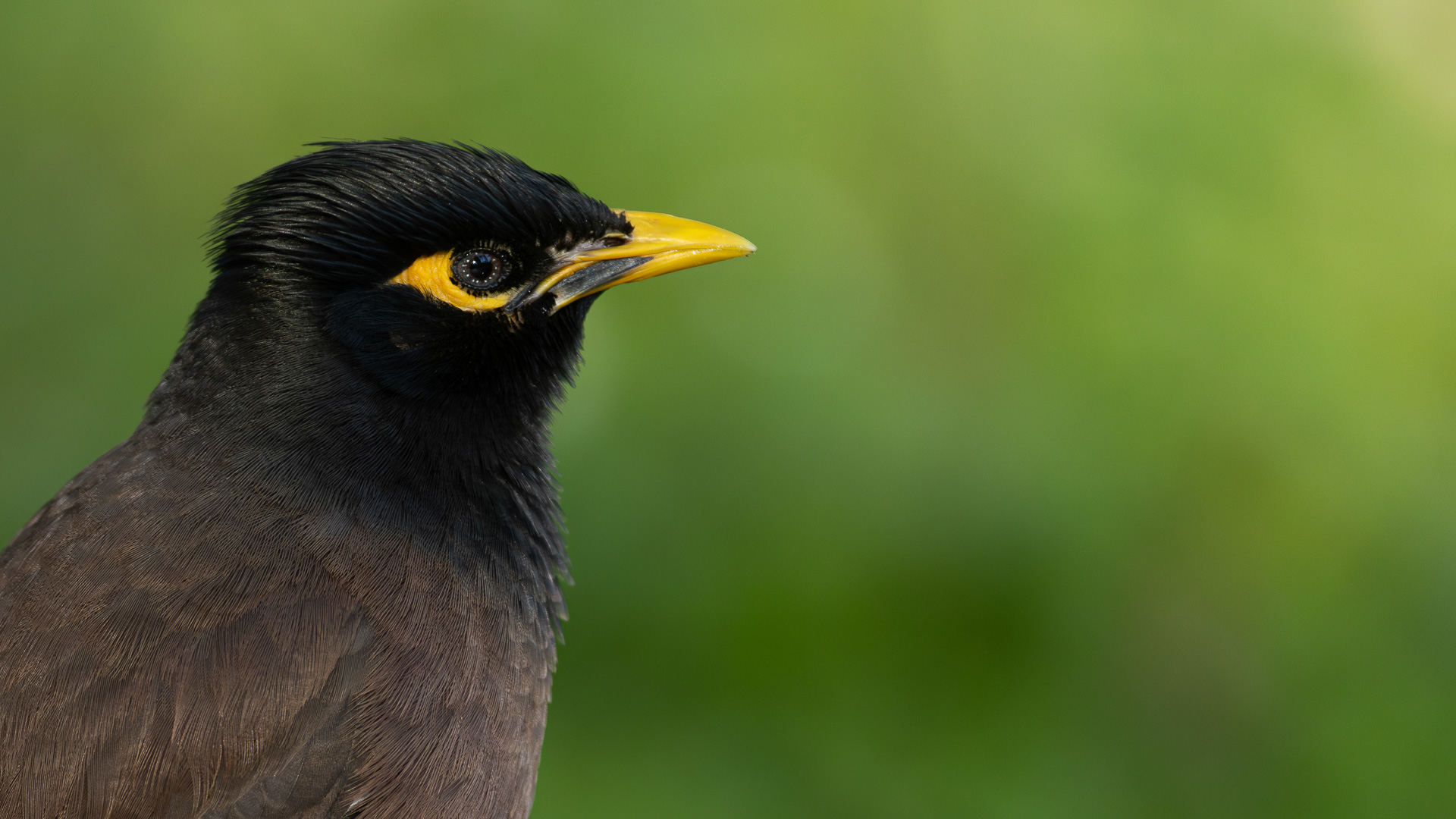 Çiğdeci » Common Myna » Acridotheres tristis