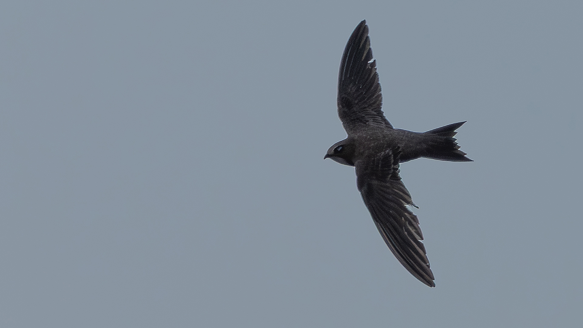 Boz ebabil » Pallid Swift » Apus pallidus