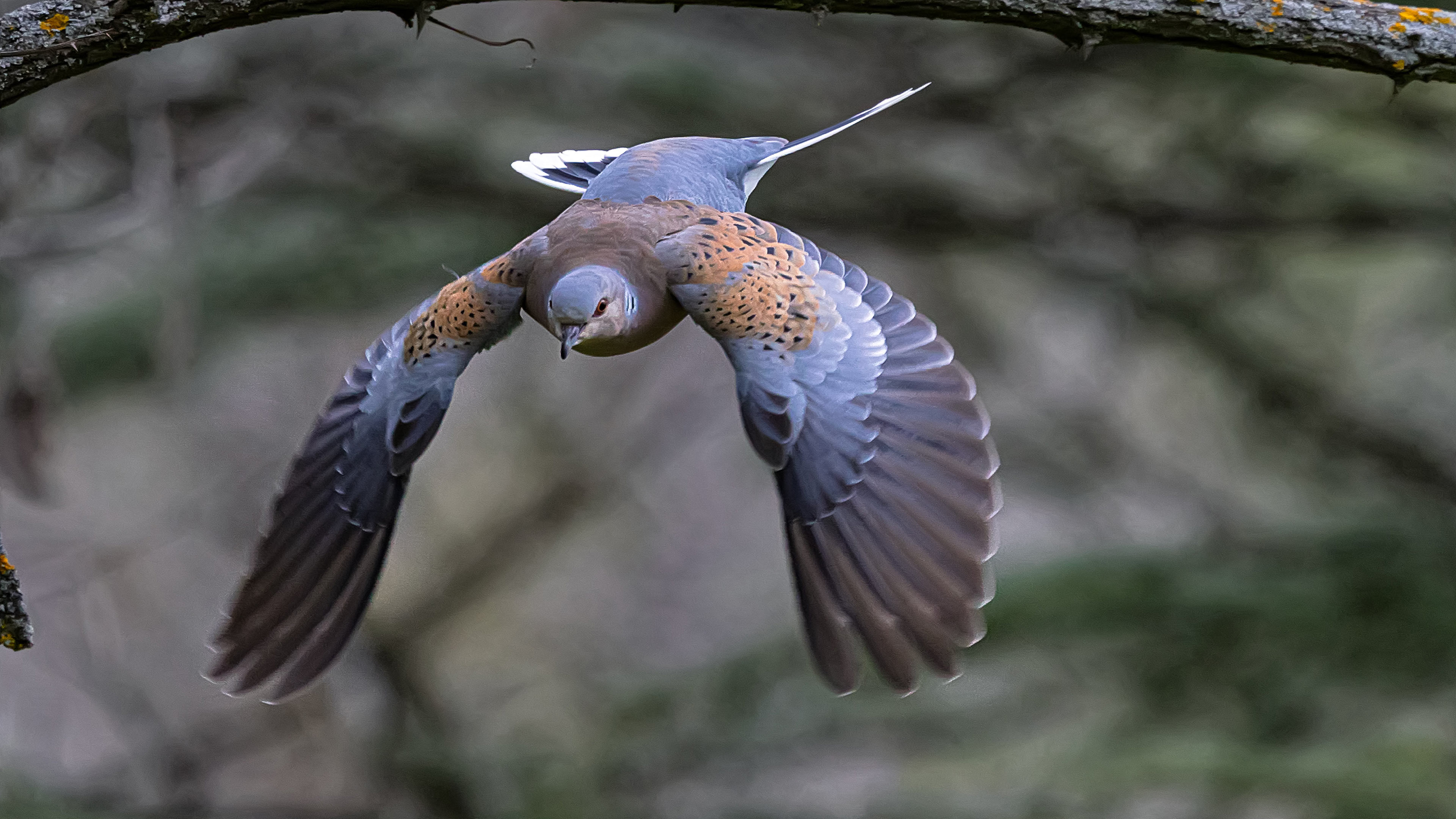 Üveyik » European Turtle Dove » Streptopelia turtur