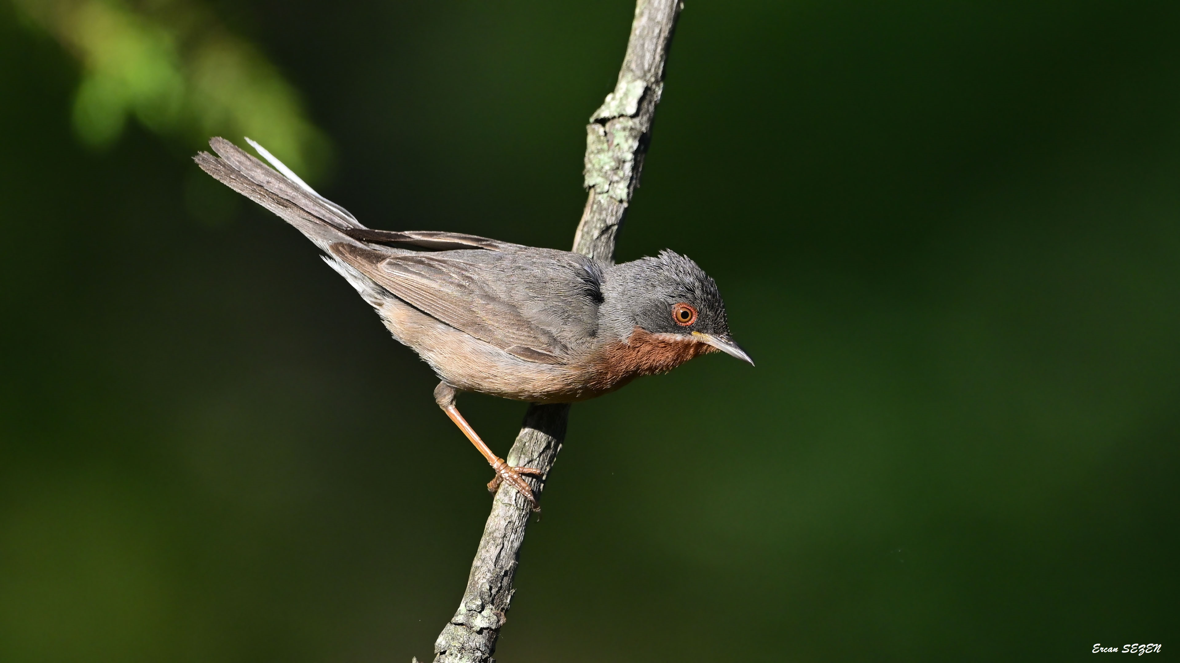 Bıyıklı ötleğen » Subalpine Warbler » Sylvia cantillans