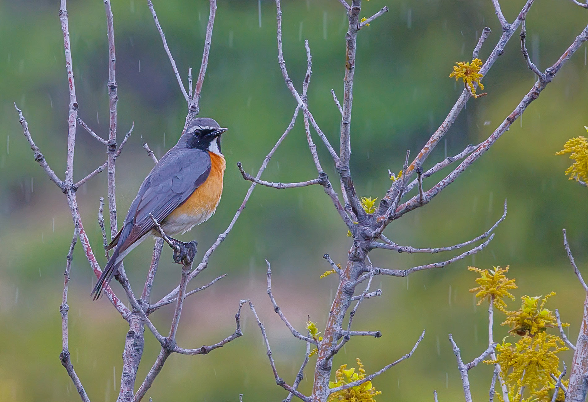 Taşbülbülü