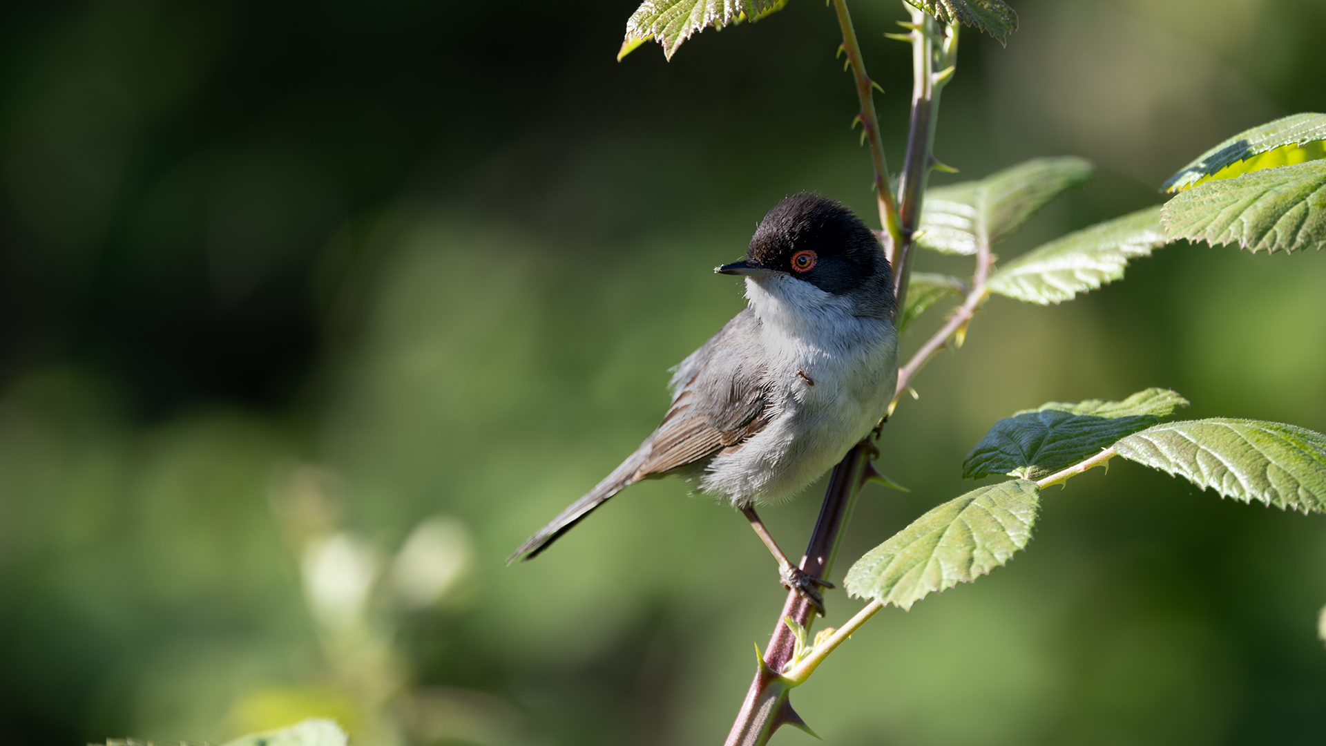 Maskeli ötleğen » Sardinian Warbler » Sylvia melanocephala