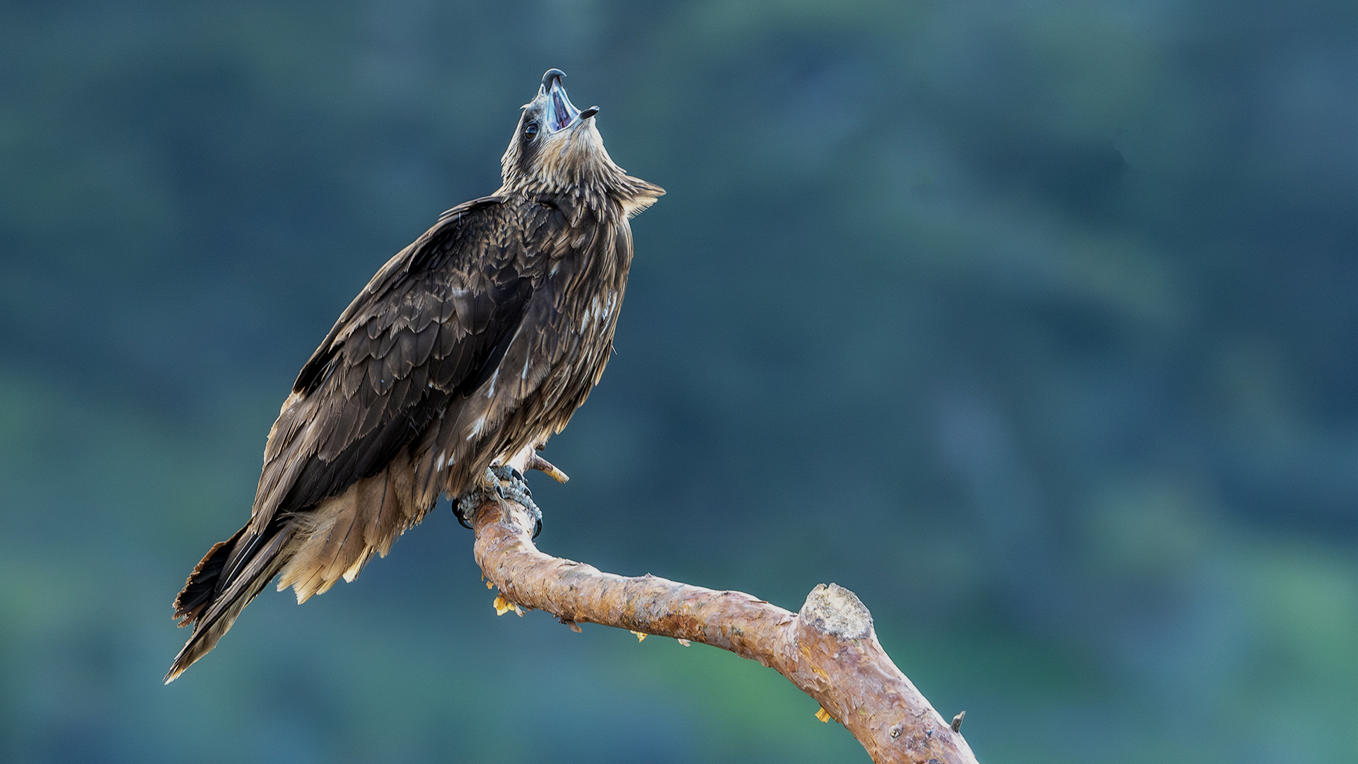 Kara çaylak » Black Kite » Milvus migrans
