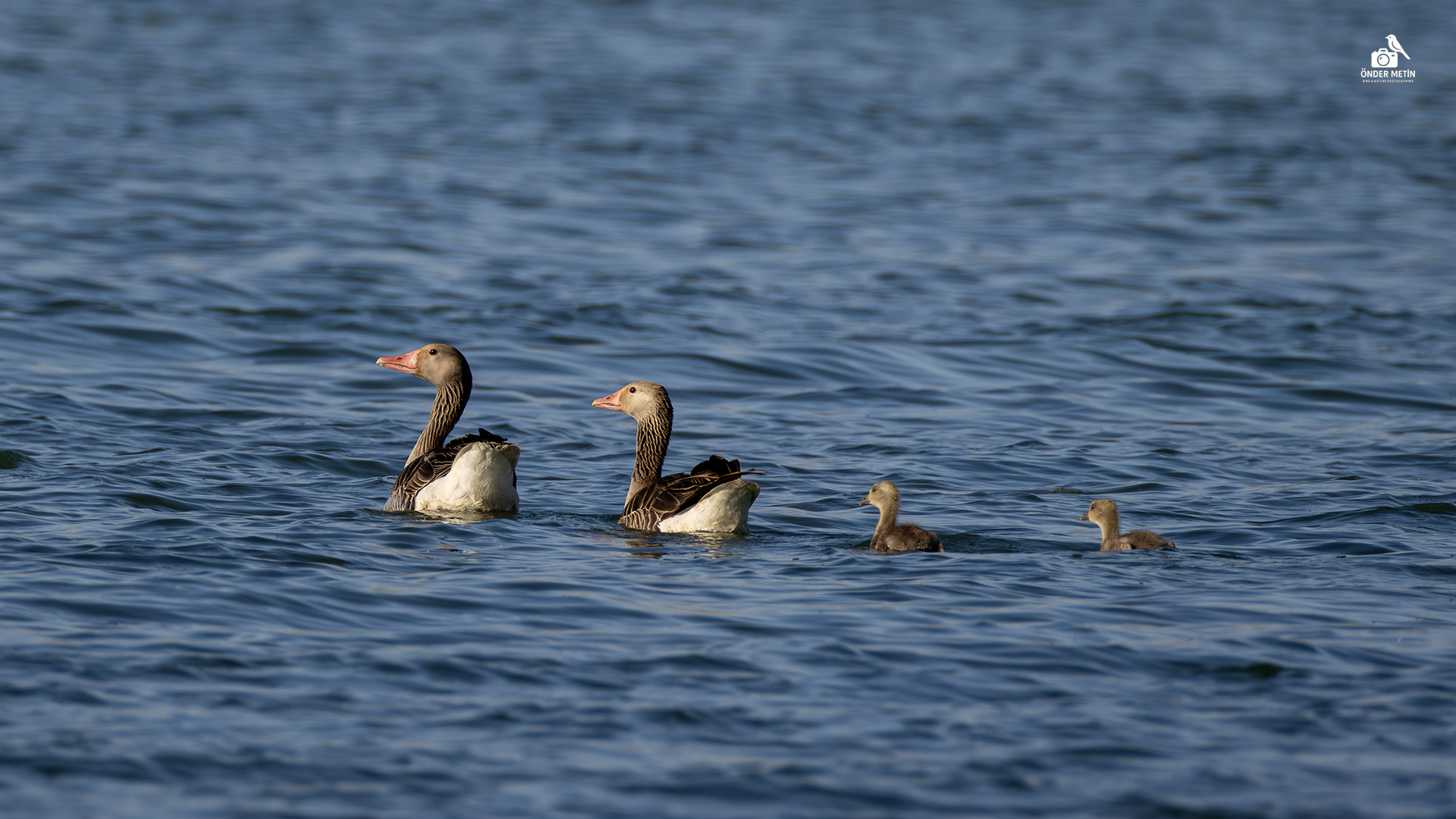 Boz kaz » Greylag Goose » Anser anser